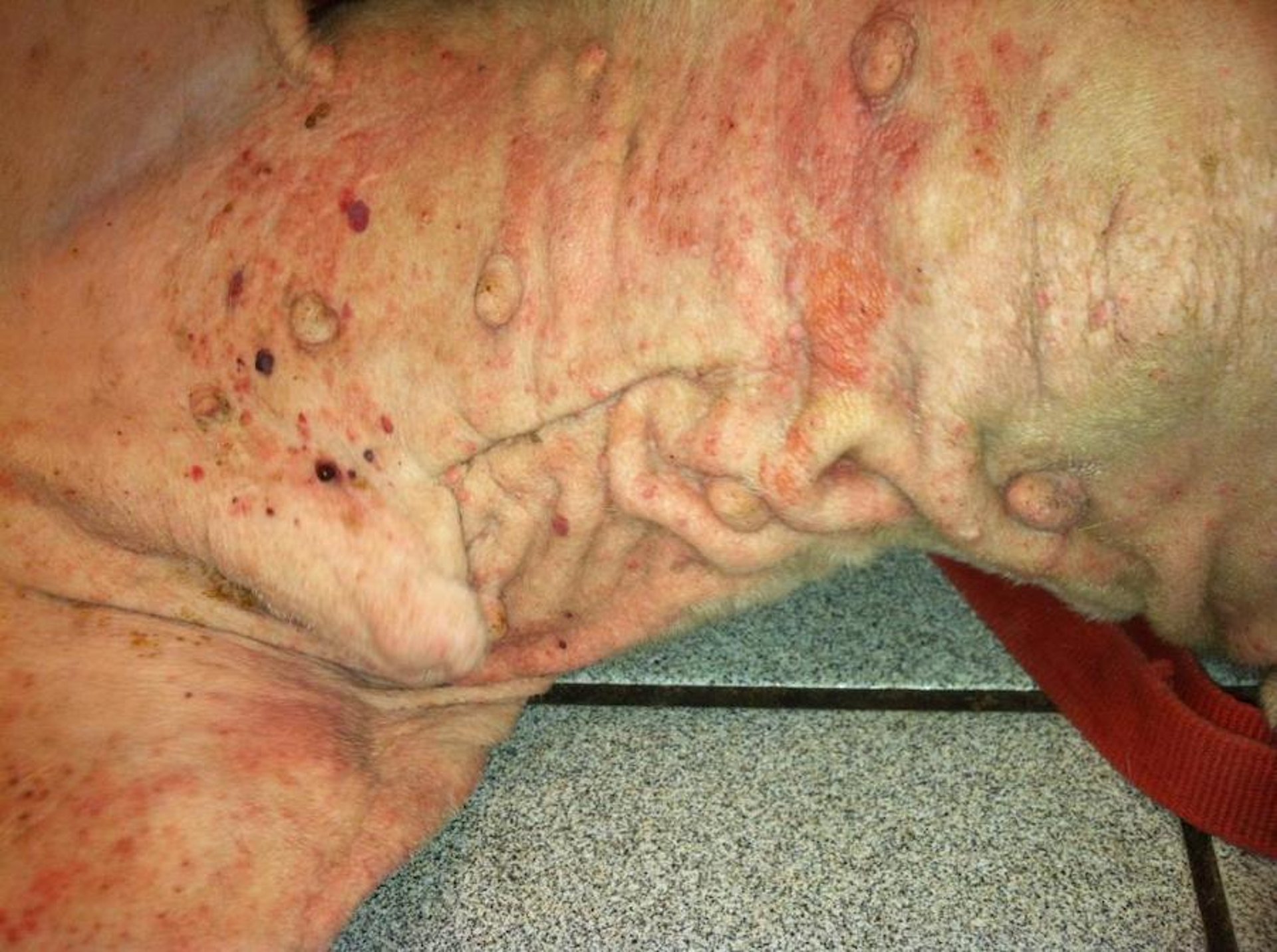 Solar-induced cutaneous hemangiosarcoma, older Bulldog