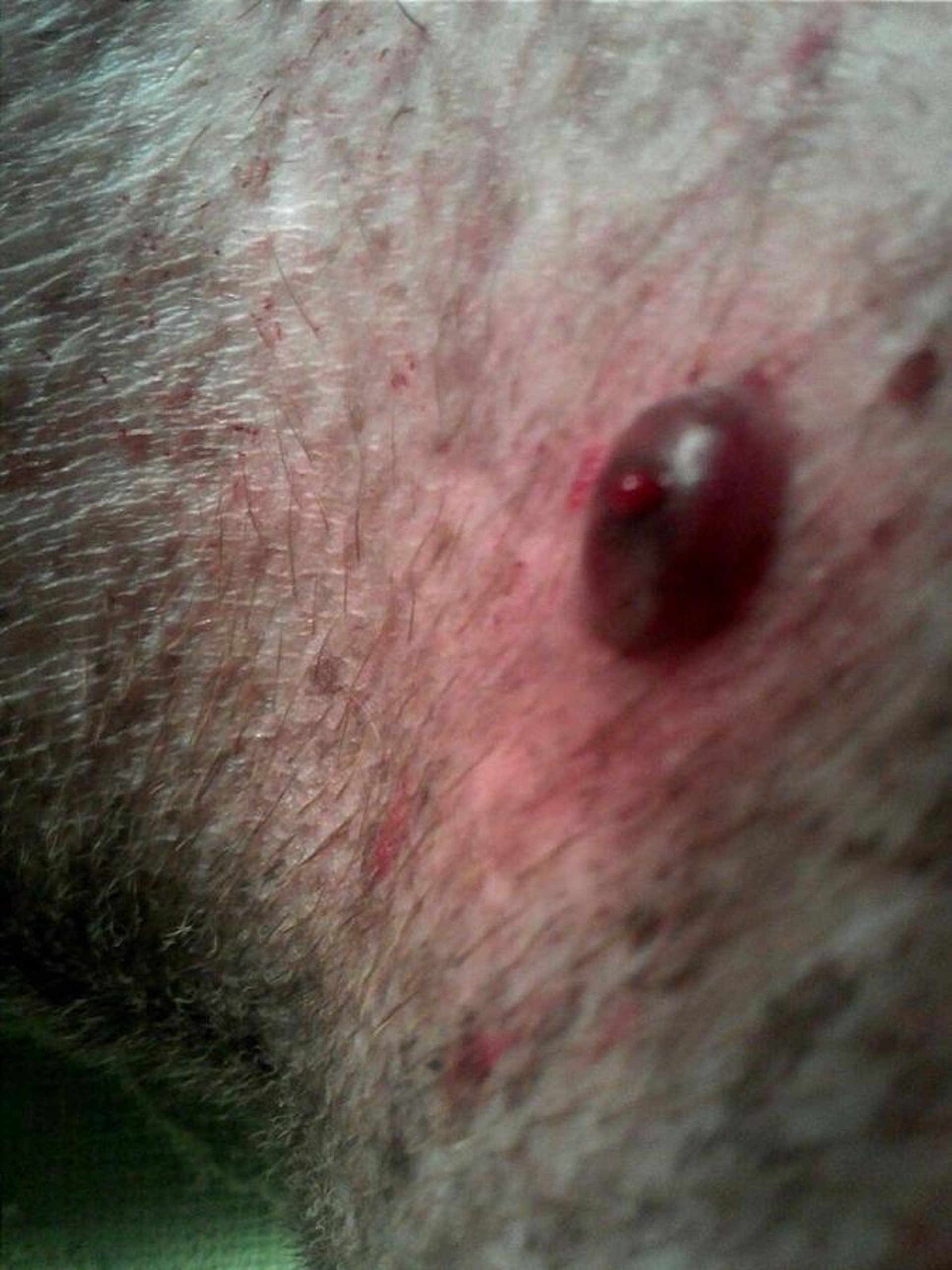 Solar-induced cutaneous hemangiosarcoma, Italian Greyhound