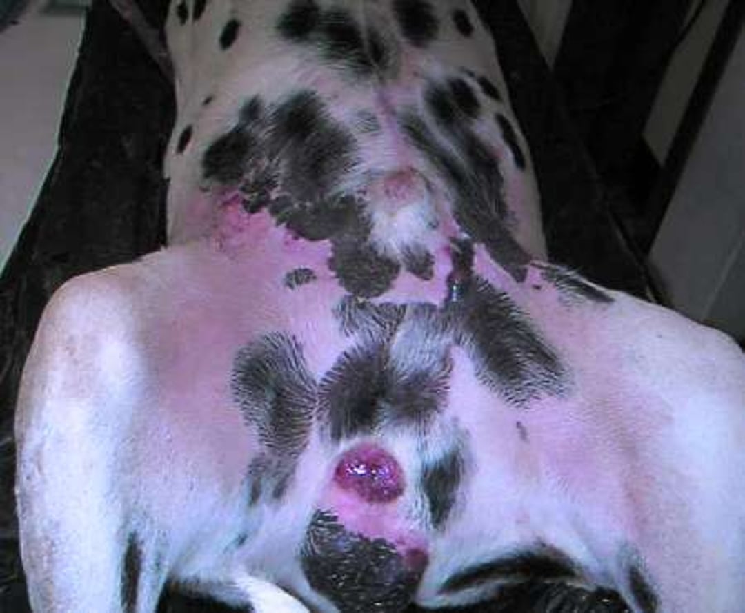Solar-induced squamous cell carcinoma in white skin, dog