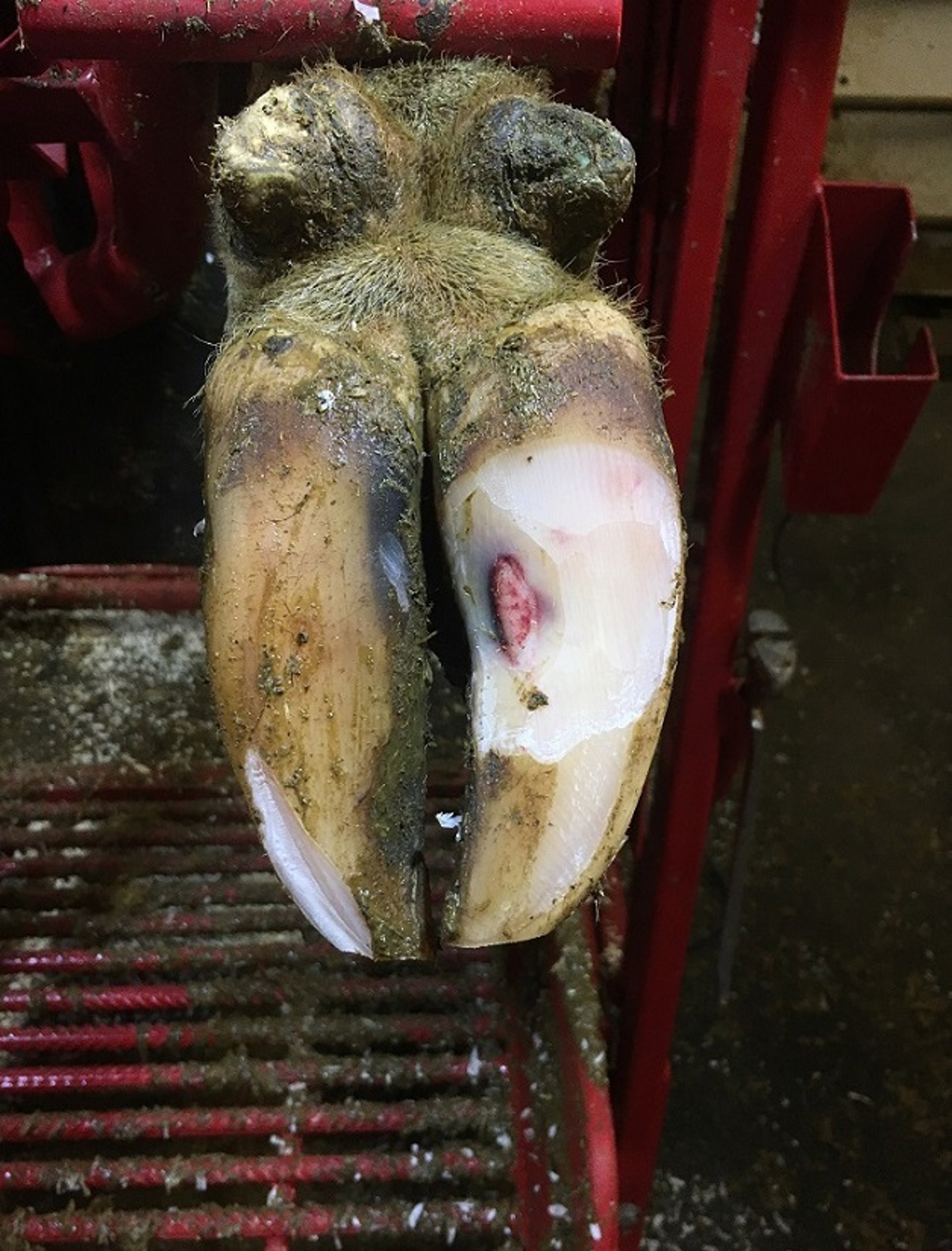Sole hemorrhage, cow