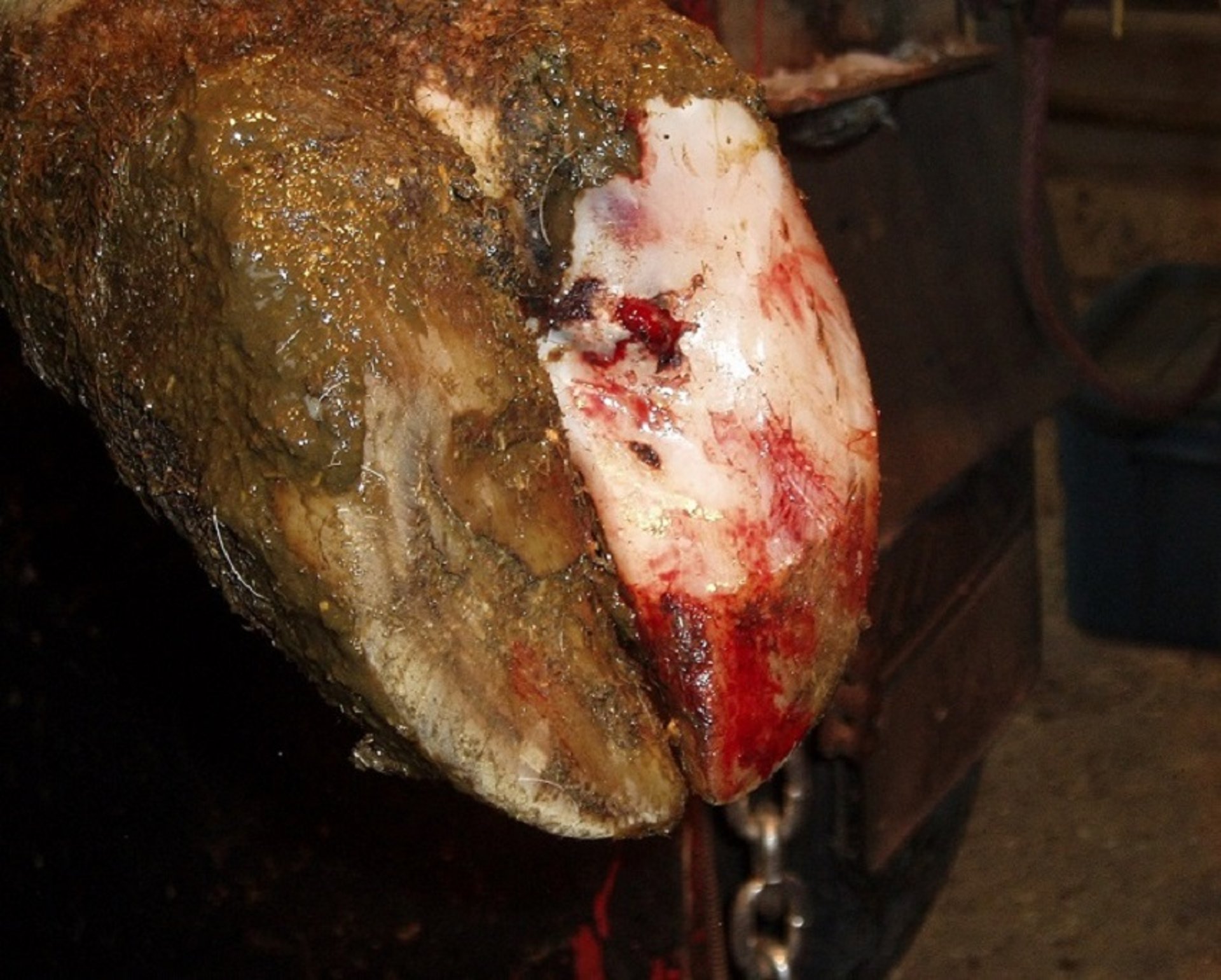 Sole ulcer, cow