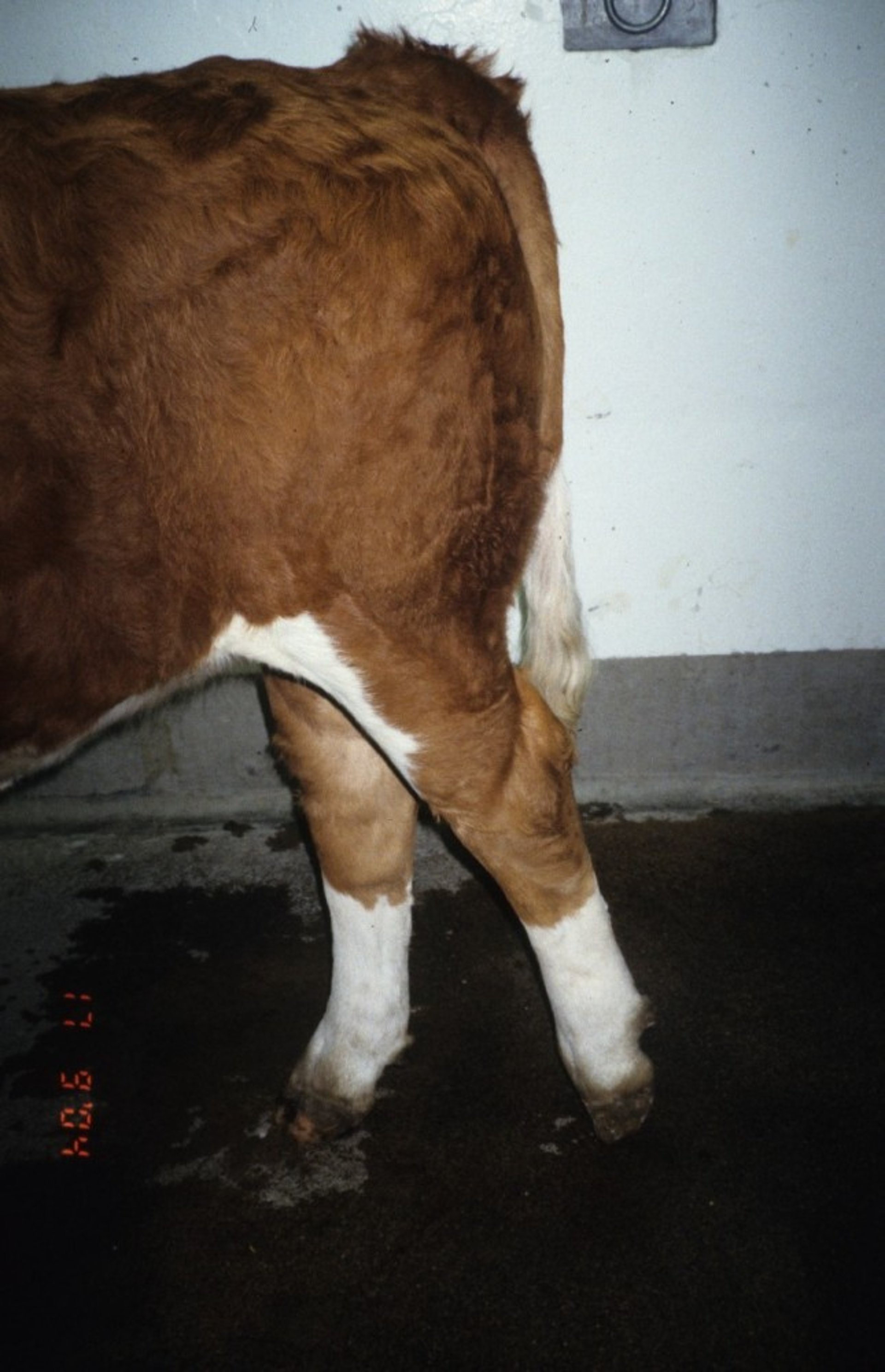 Spastic paresis, calf