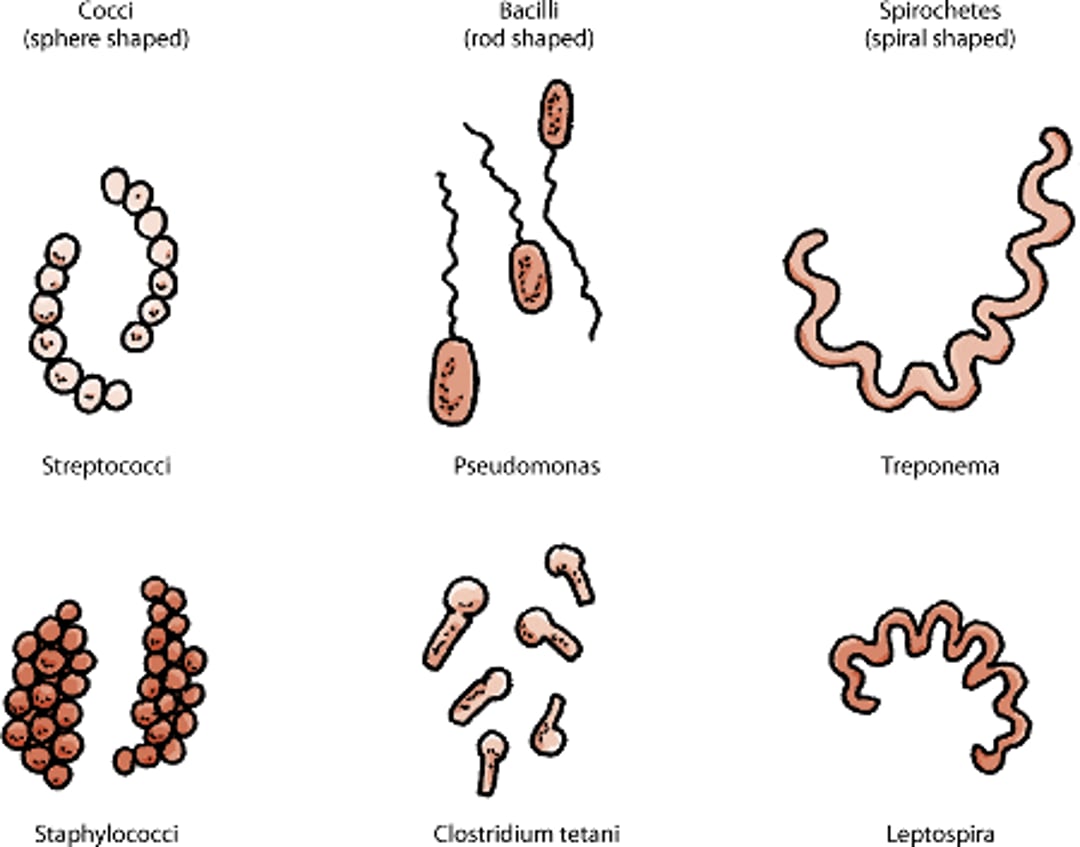 Bacteria shapes