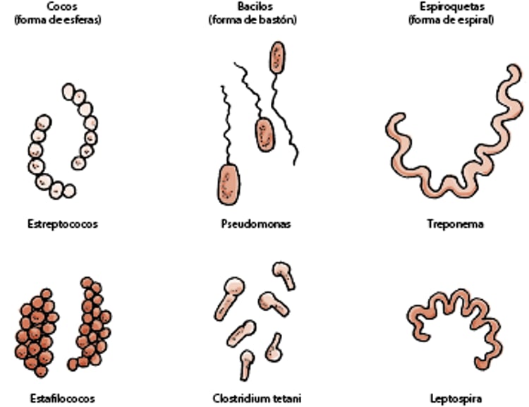Formas de bacterias