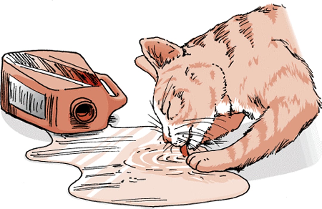 Antifreeze poisoning, cat