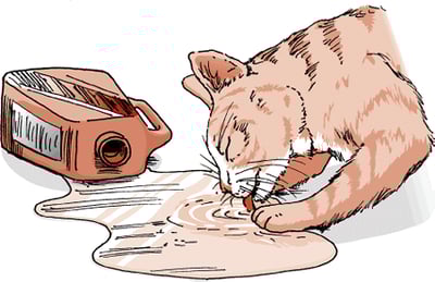 Envenenamiento por anticongelante, gato
