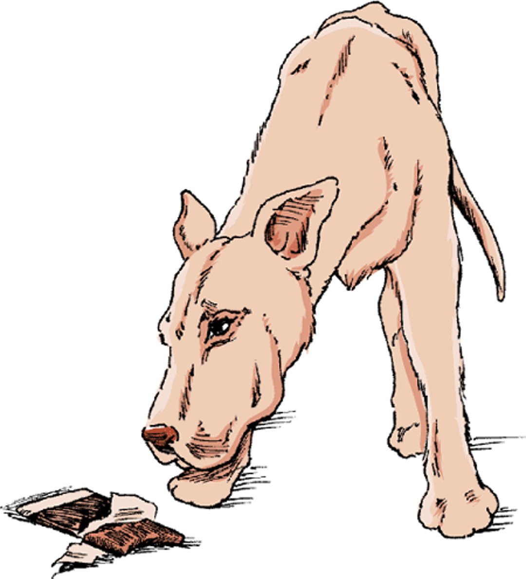 Intoxicação por chocolate, cão