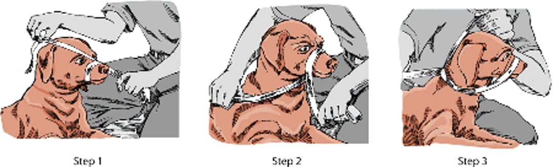 Temporary dog muzzle