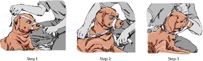 Temporary dog muzzle