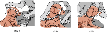 Как выглядит узел у собак Emergency Care for Dogs and Cats - Special Pet Topics - Merck Veterinary Manual