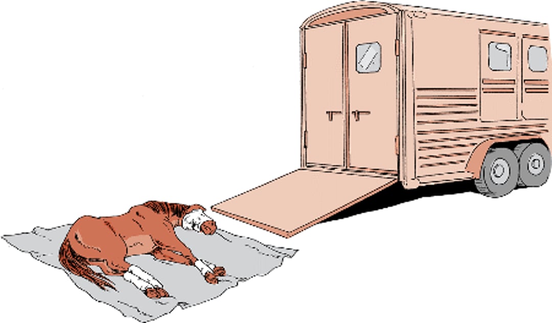 Injured horse and trailer
