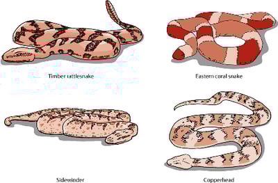 Poisonous snakes