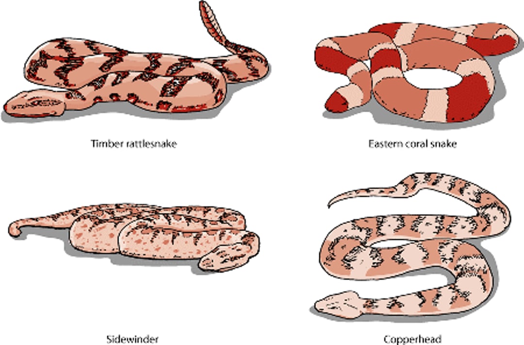 Serpentes venenosas