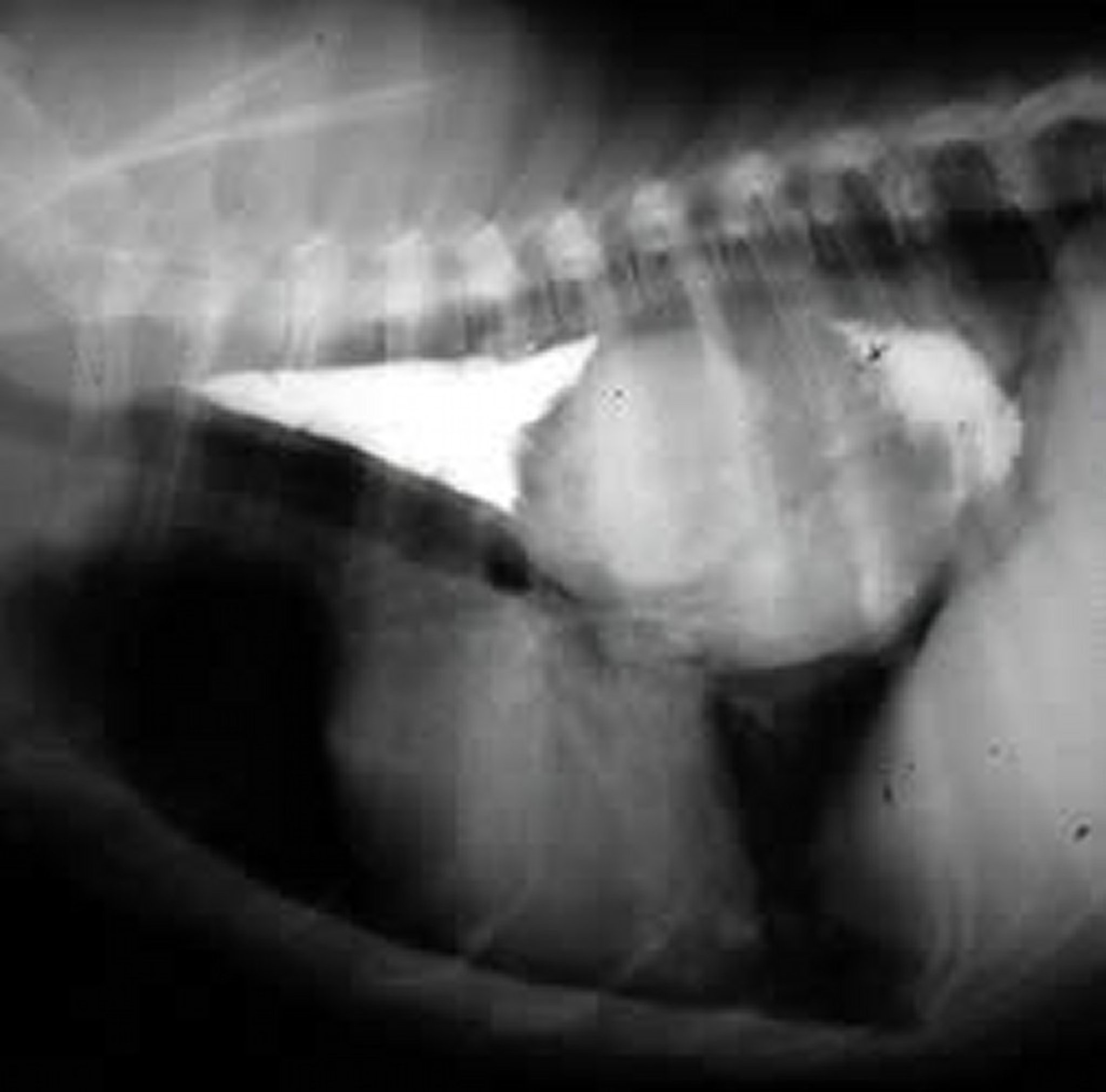 <i >Spirocerca lupi</i>, esophagus, dog