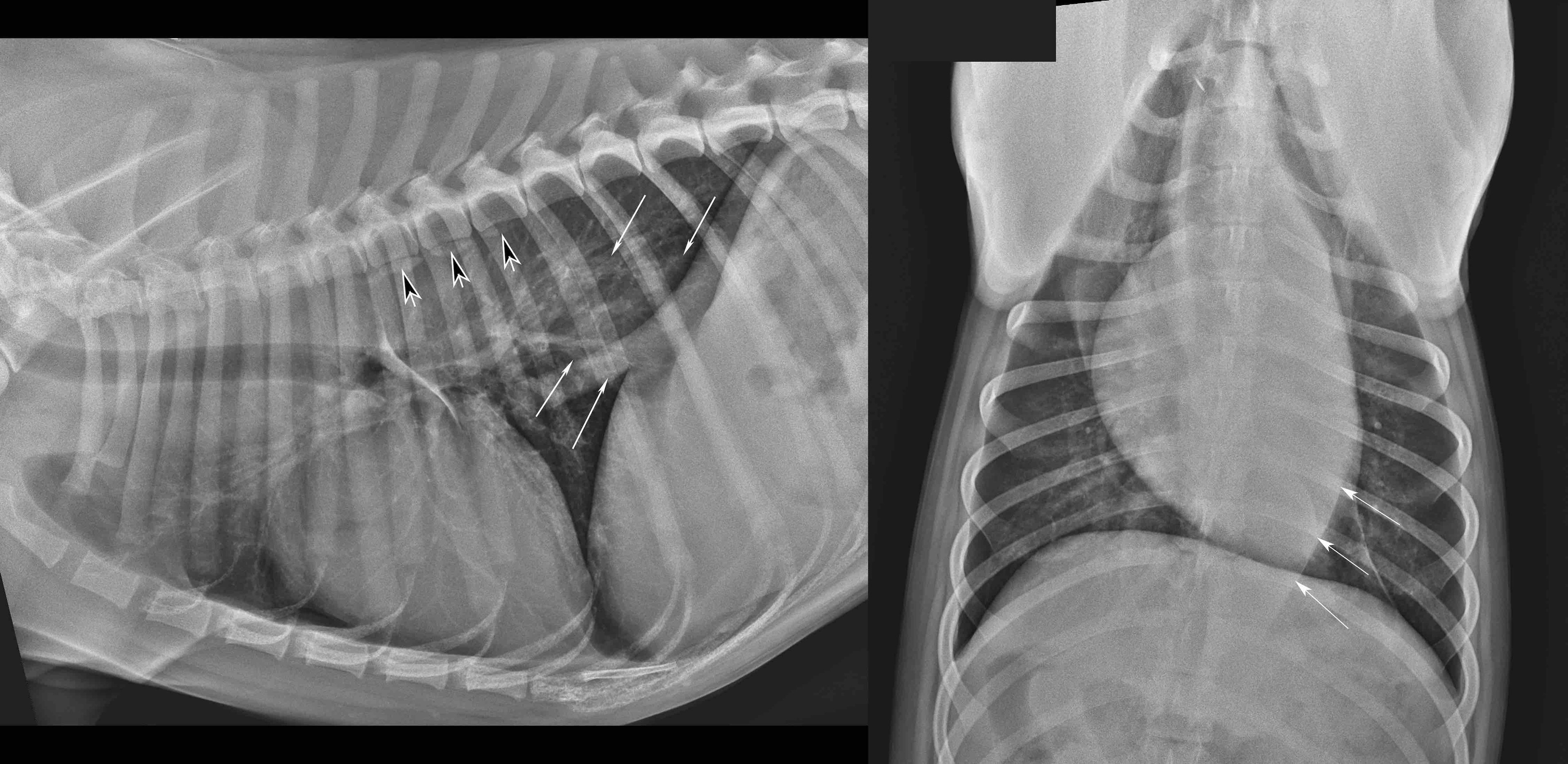 <i >Spirocerca lupi</i>, thorax, dog