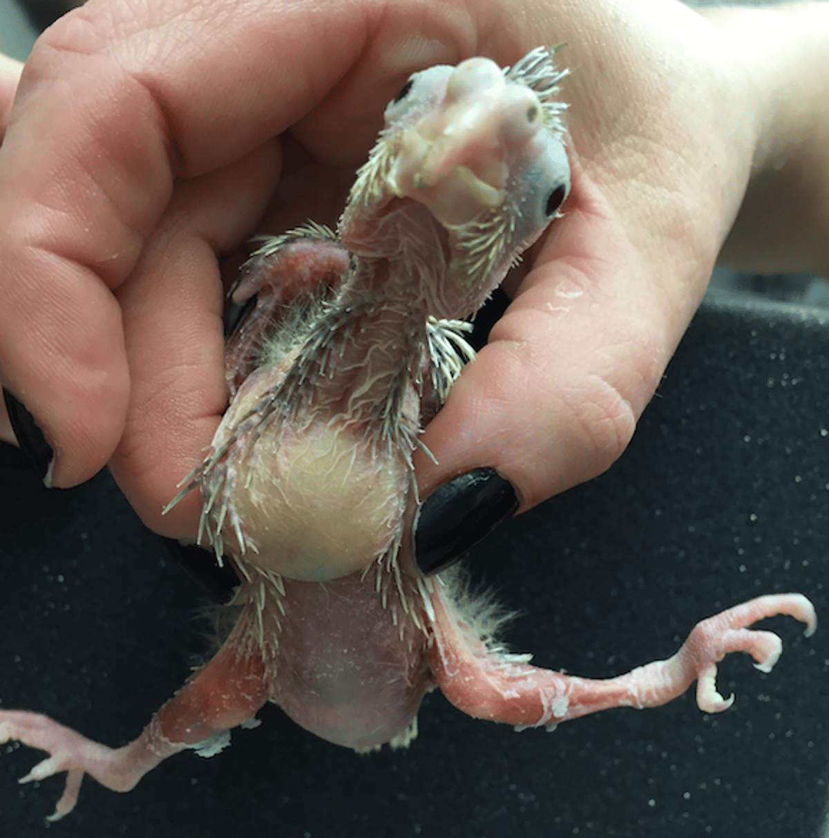 Splayleg, cockatiel