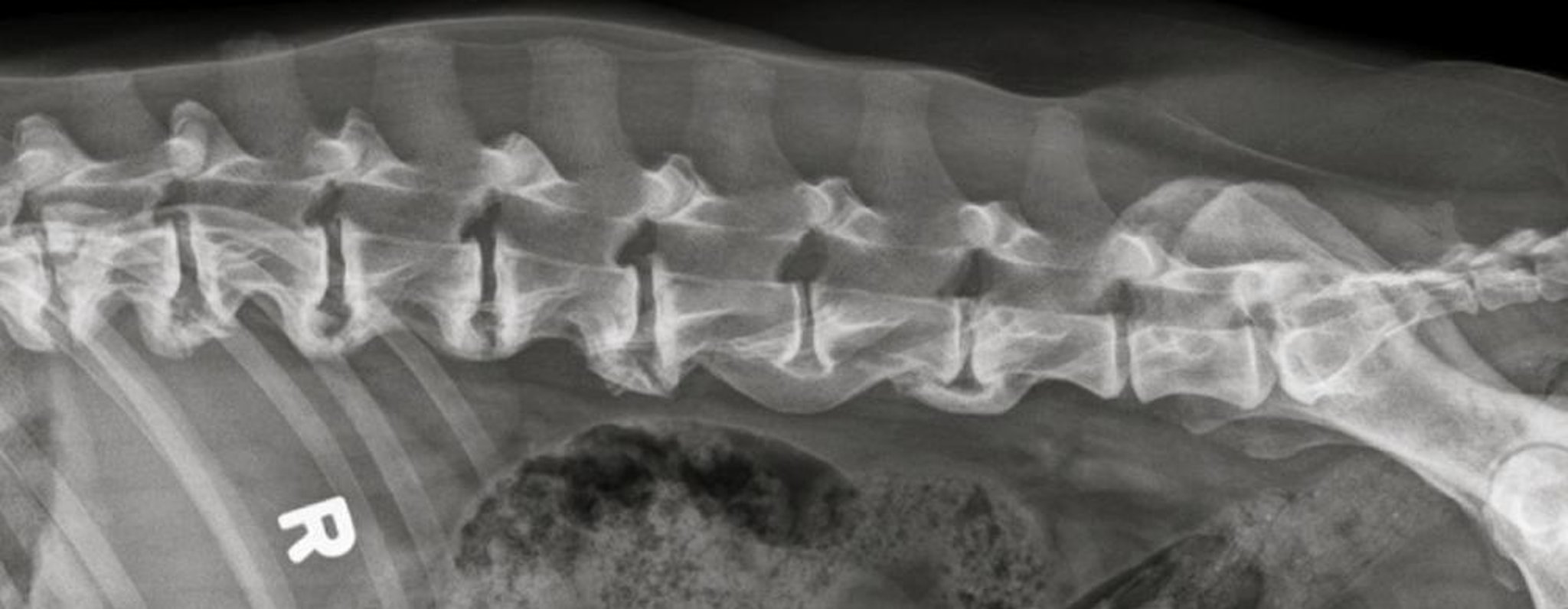 Spondylosis deformans, dog