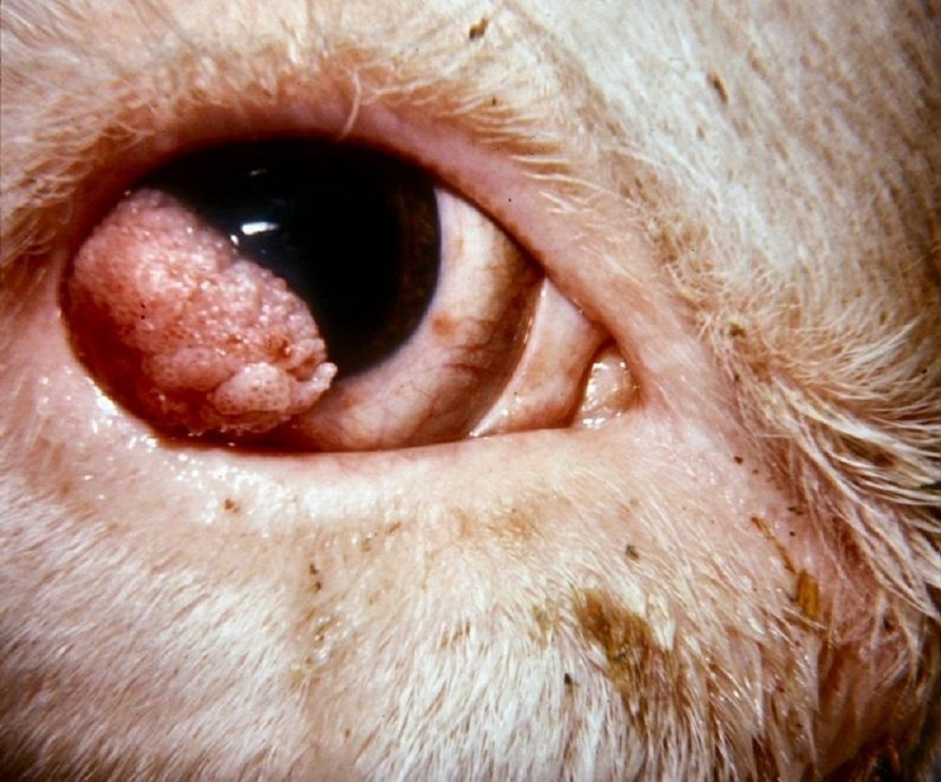 Squamous cell carcinoma, corneoconjunctiva, cattle