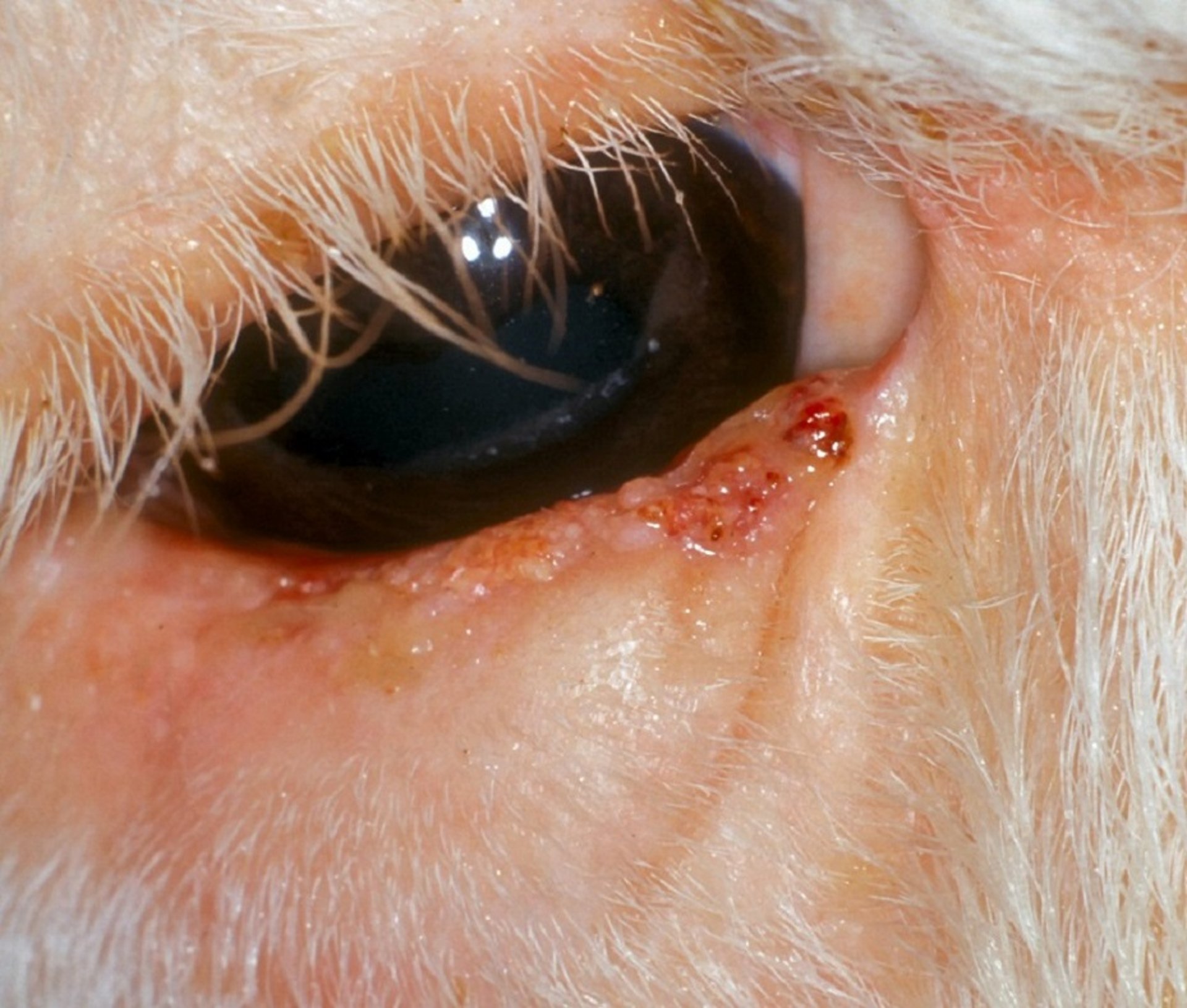 Squamous cell carcinoma, eyelid, cattle