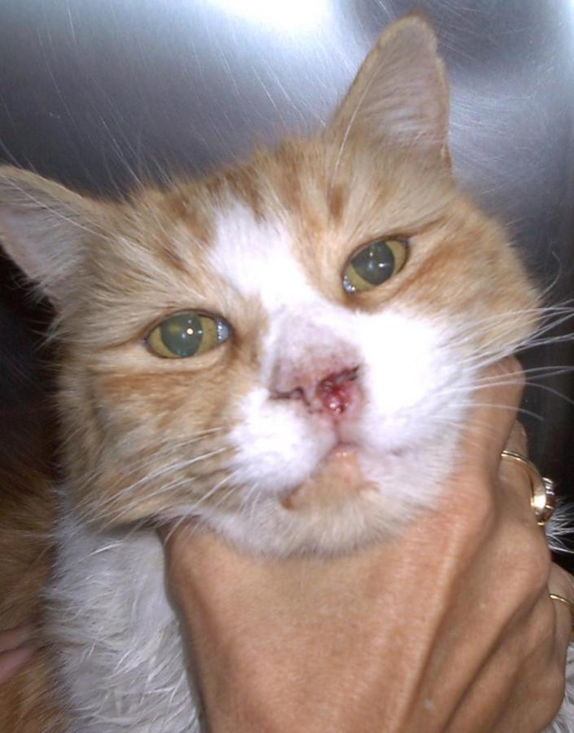 Squamous cell carcinoma of nasal planum, cat