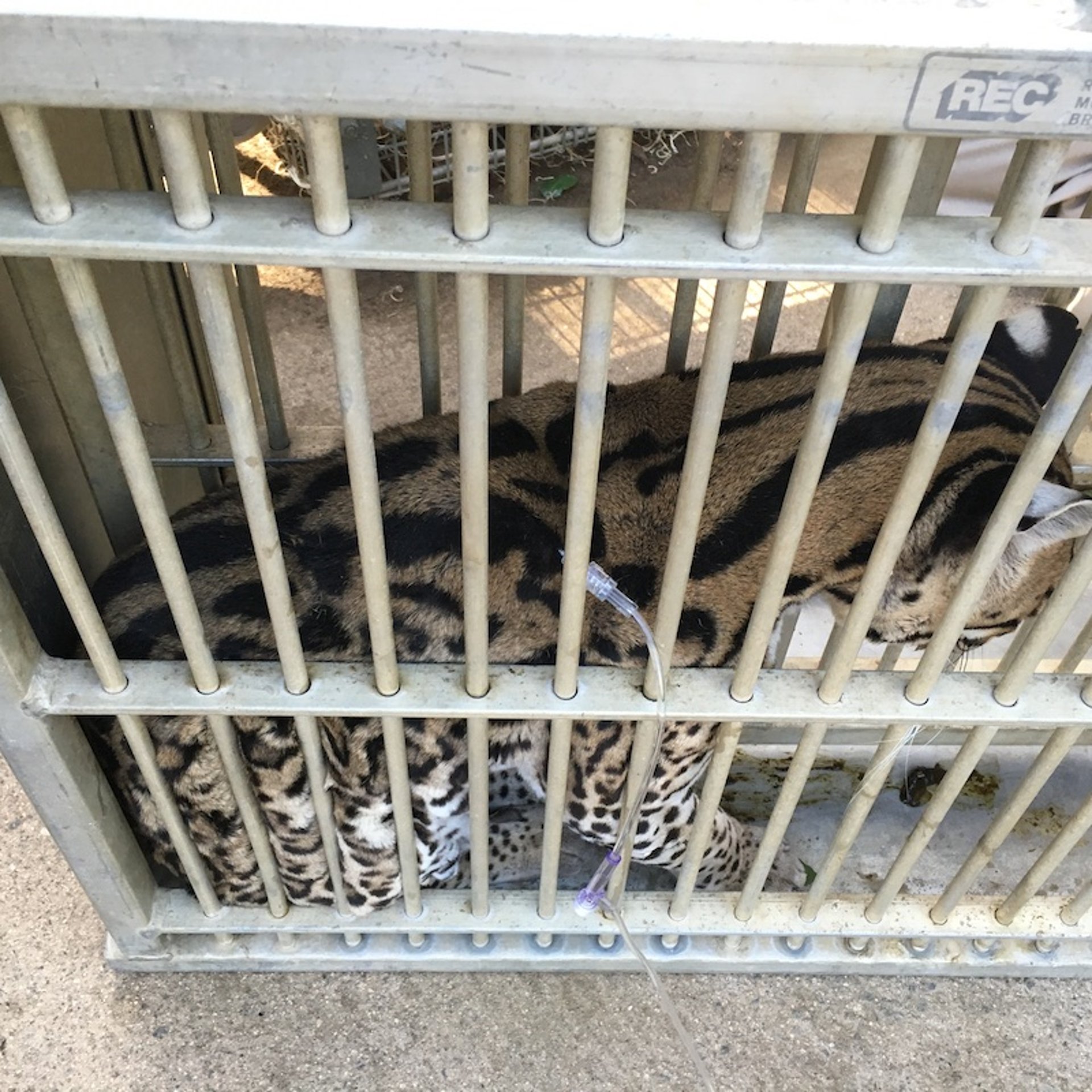 Squeeze cage restraint to facilitate administration of subcutaneous fluids to a captive ocelot
