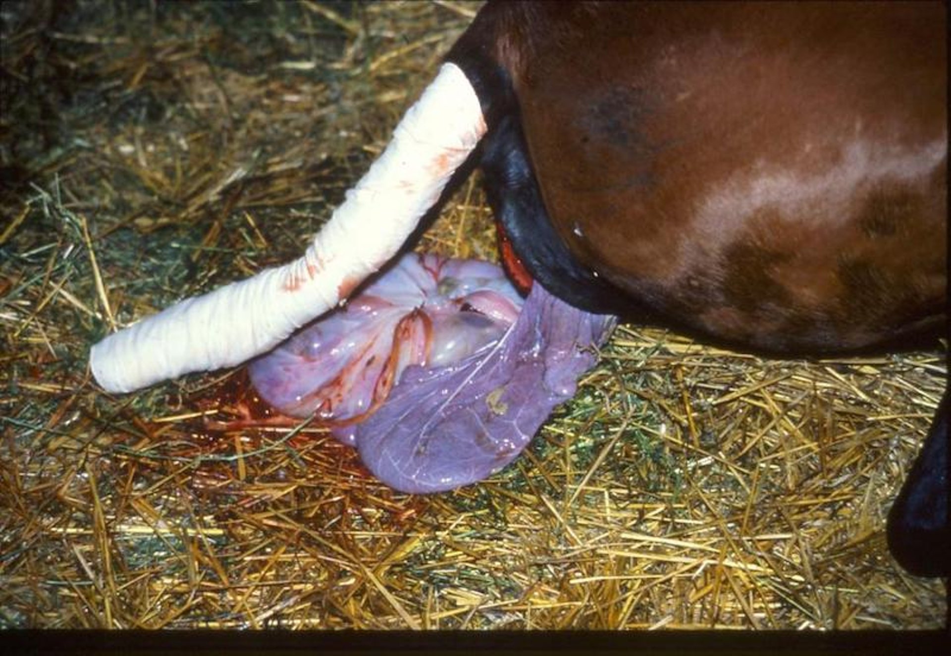 Stage III parturition, fetal membranes at vulva, mare