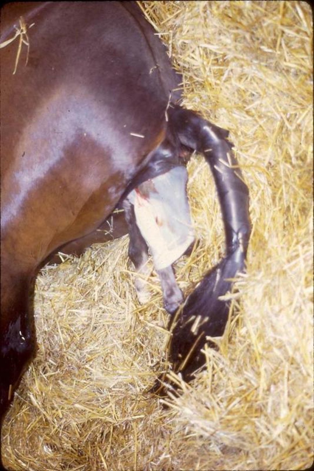Stage II parturition, foal's legs