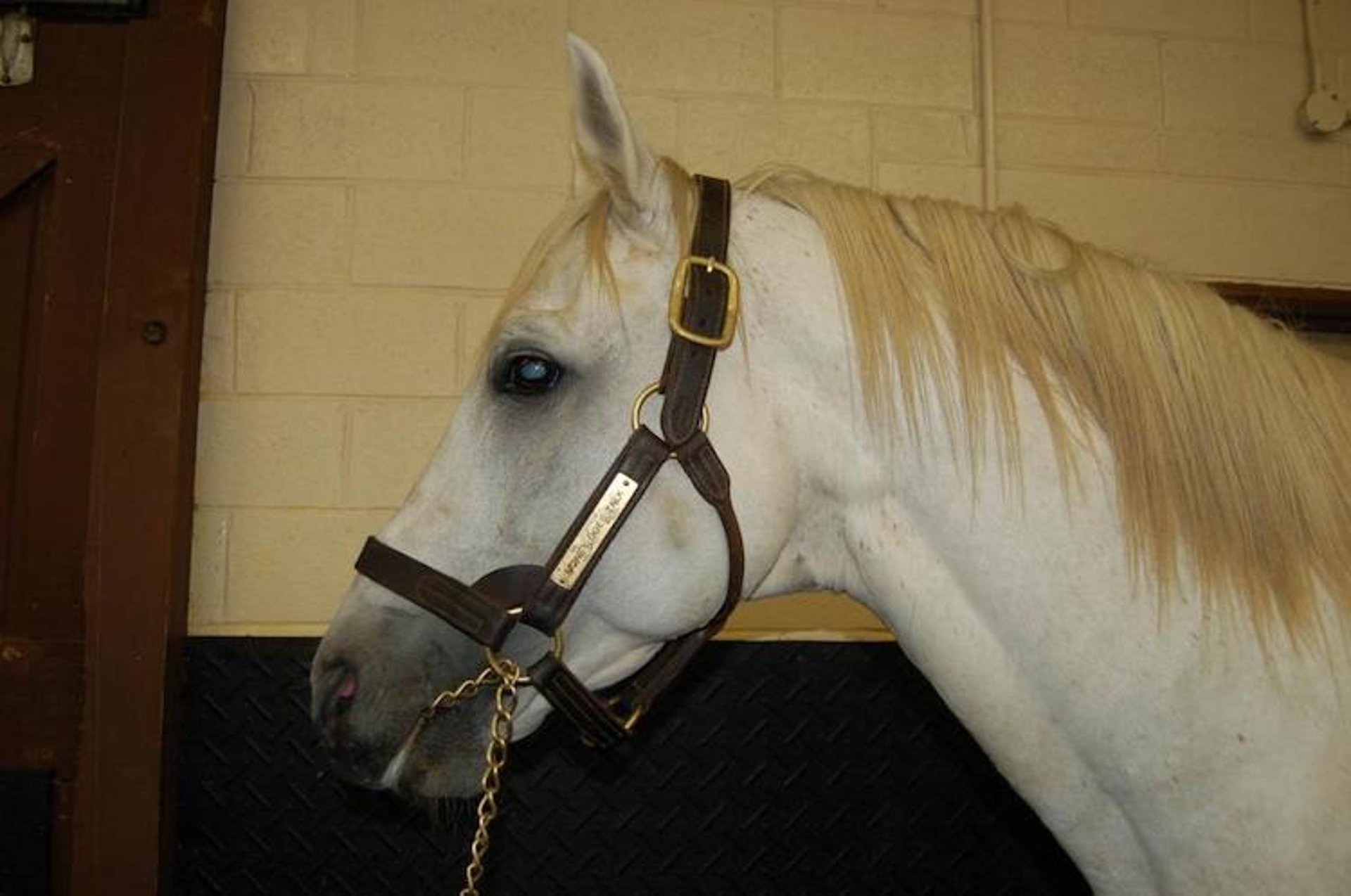 Stallion halter