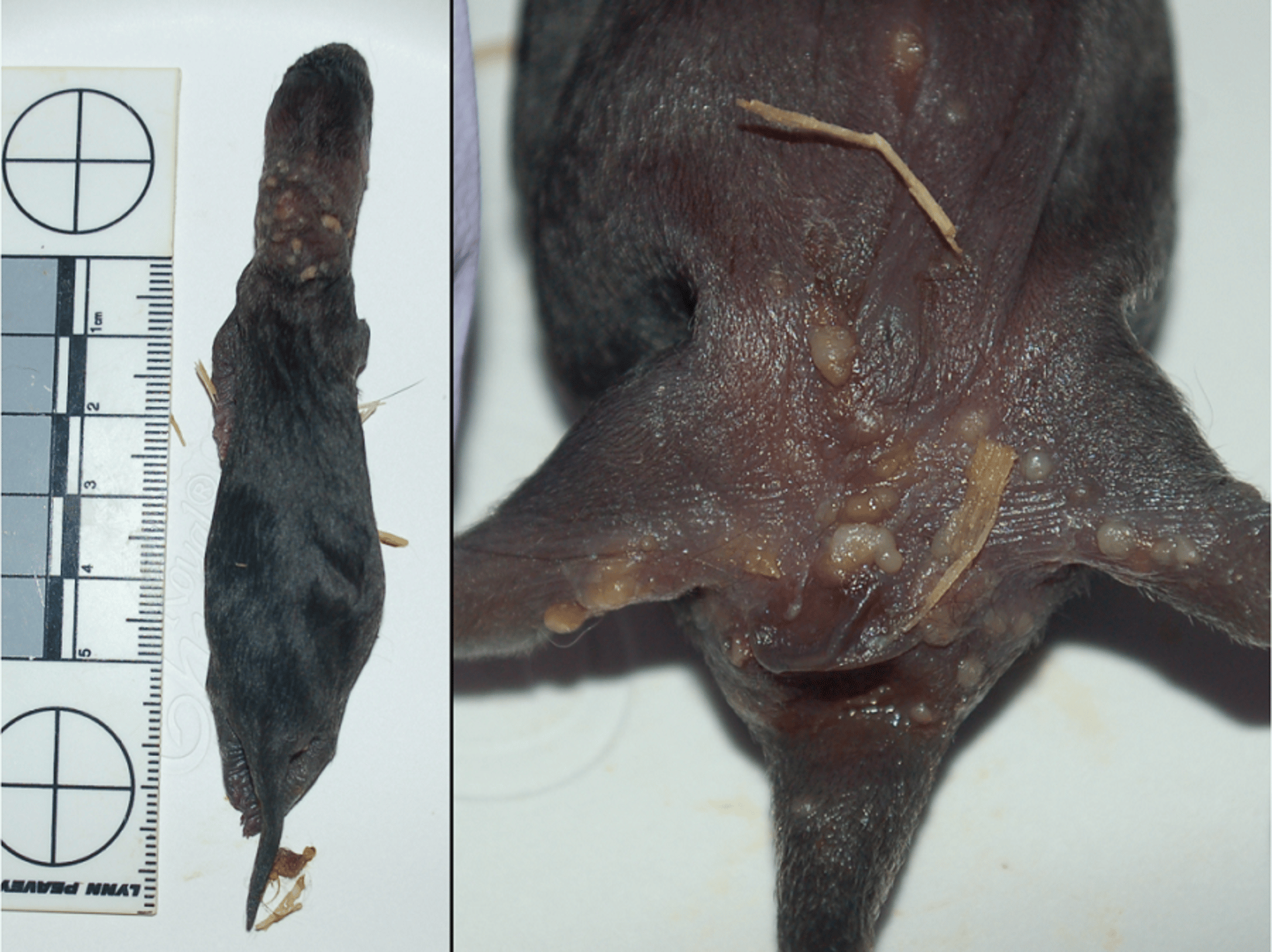 Preweaning diarrhea, mink