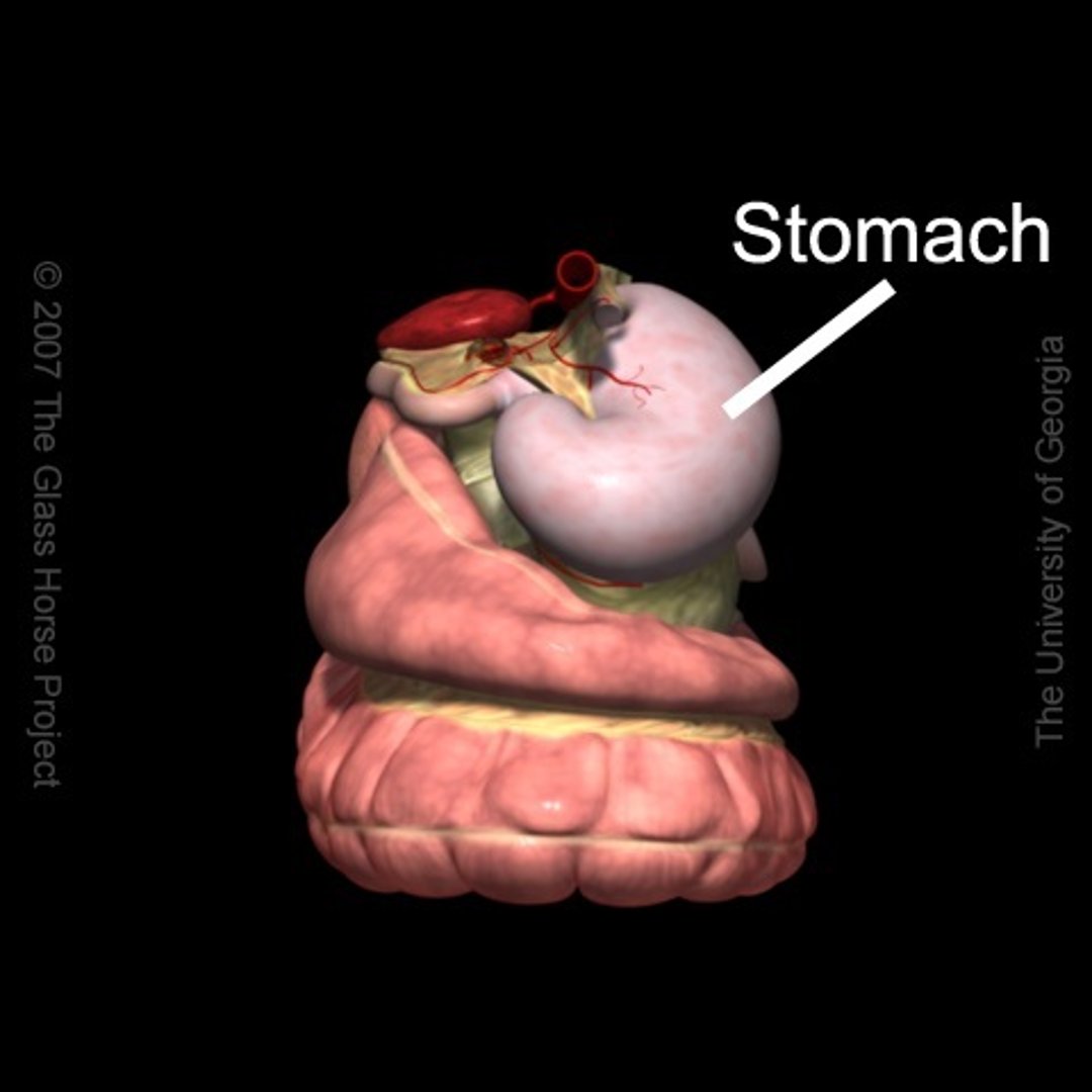 Stomach, horse