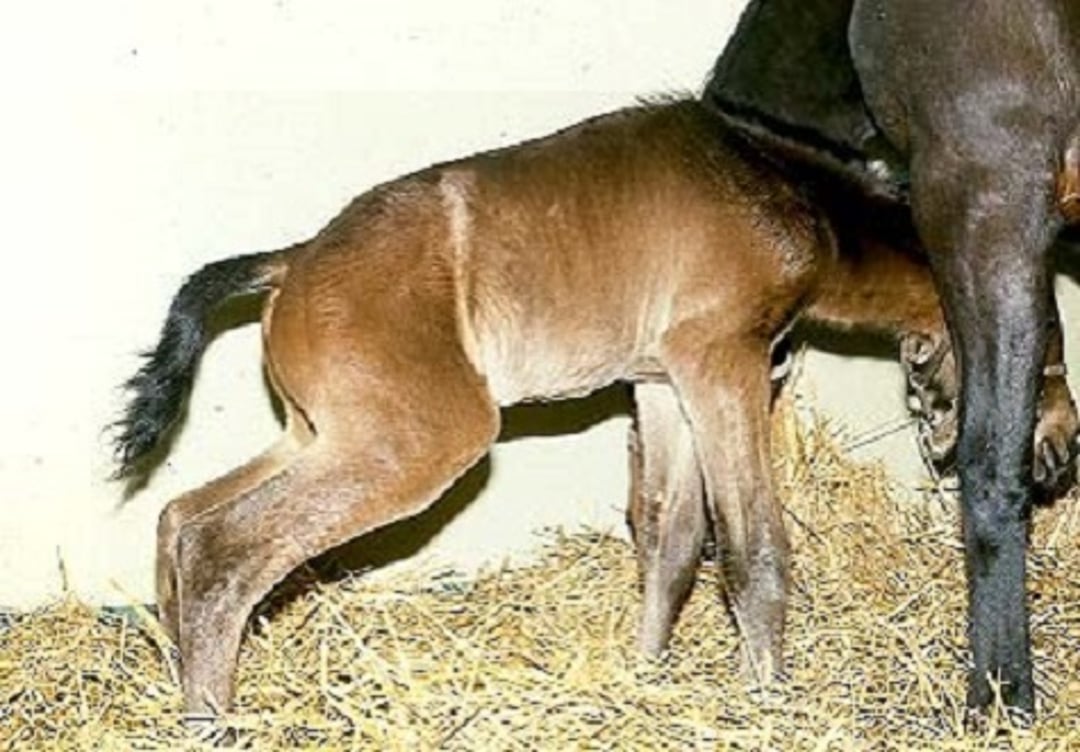 Stranguria, foal
