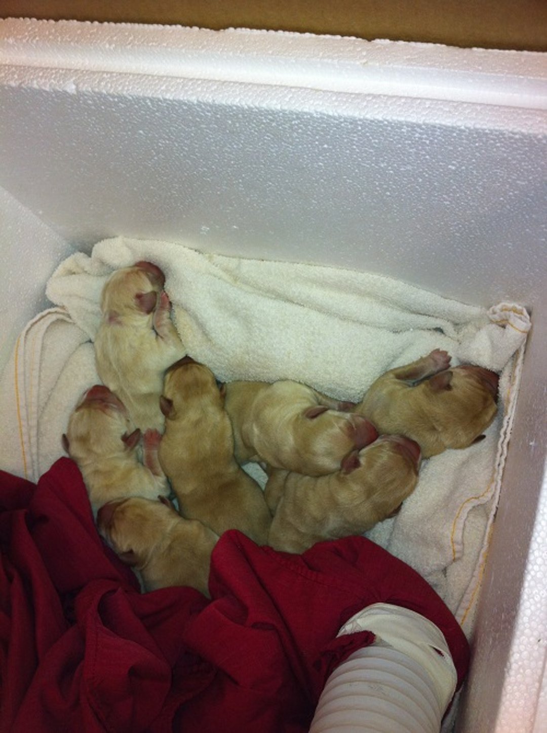Forced-air patient warmer, neonatal puppy