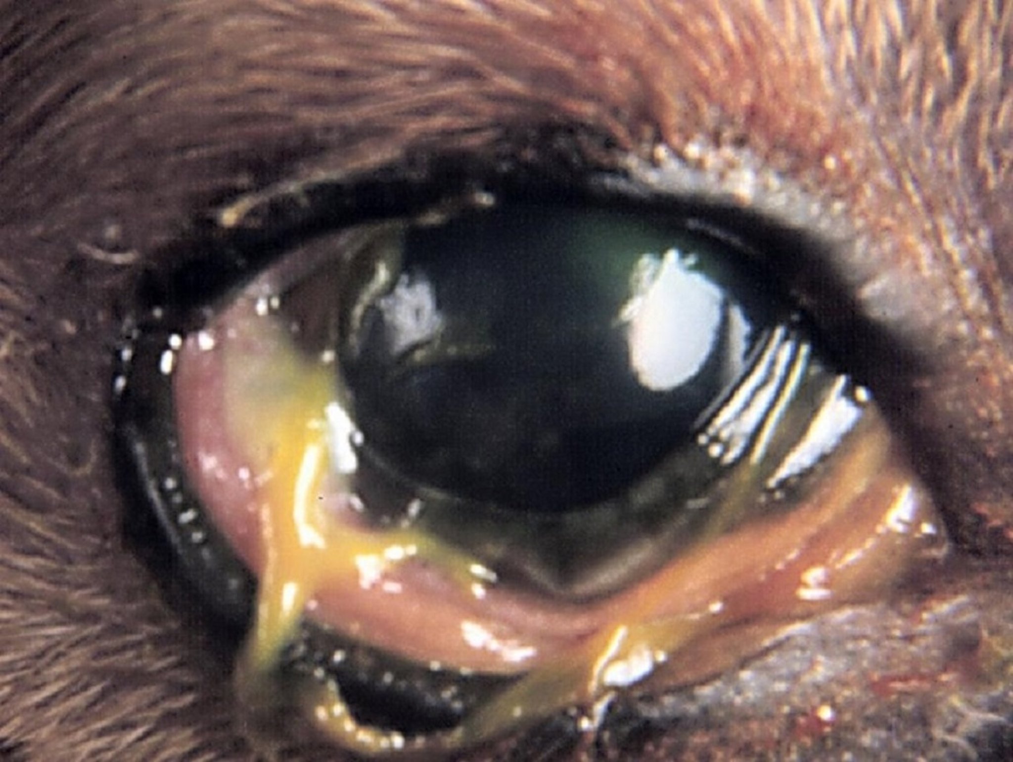 Subacute keratoconjunctivitis sicca, dog
