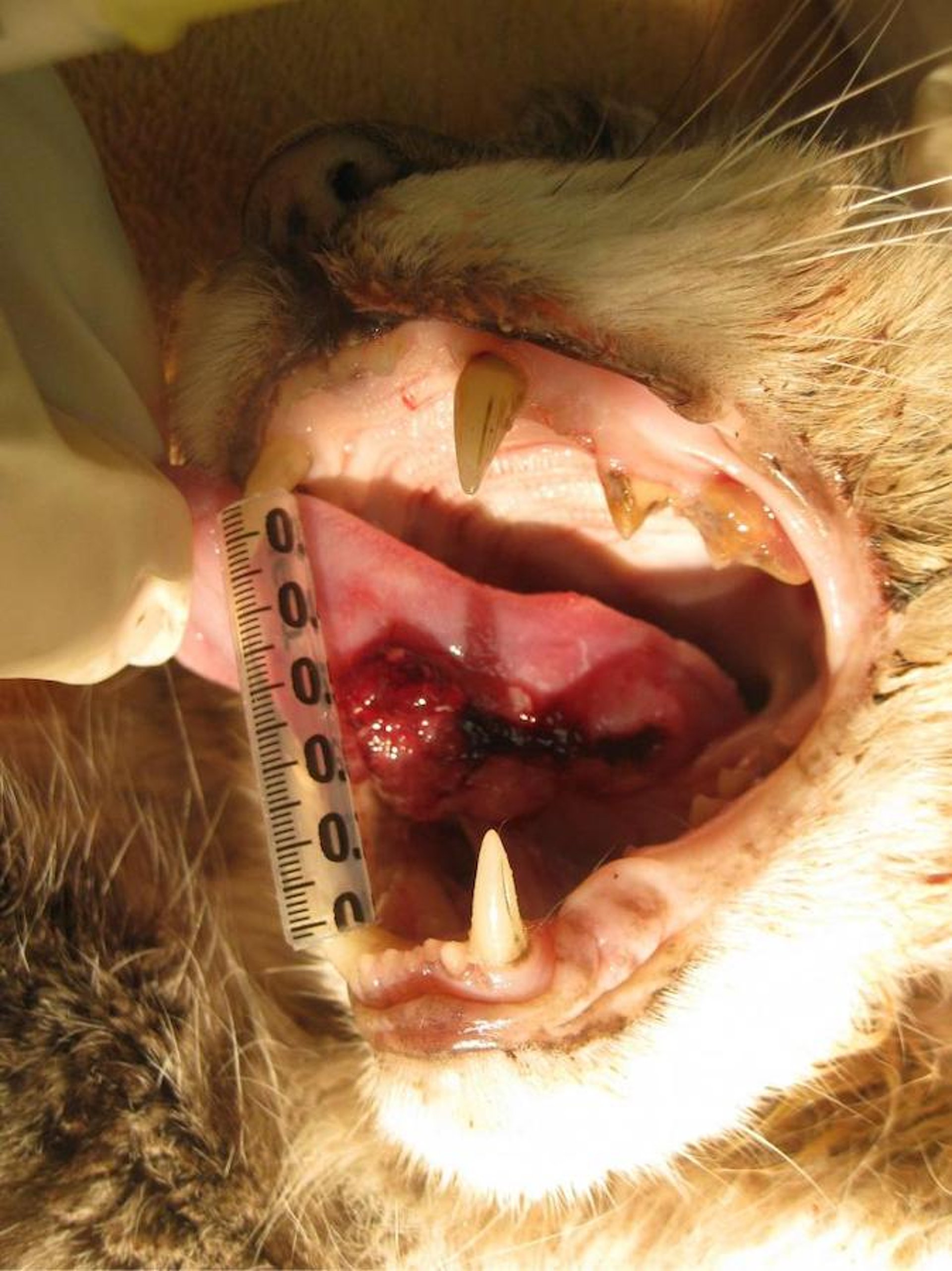 Sublingual squamous cell carcinoma, cat