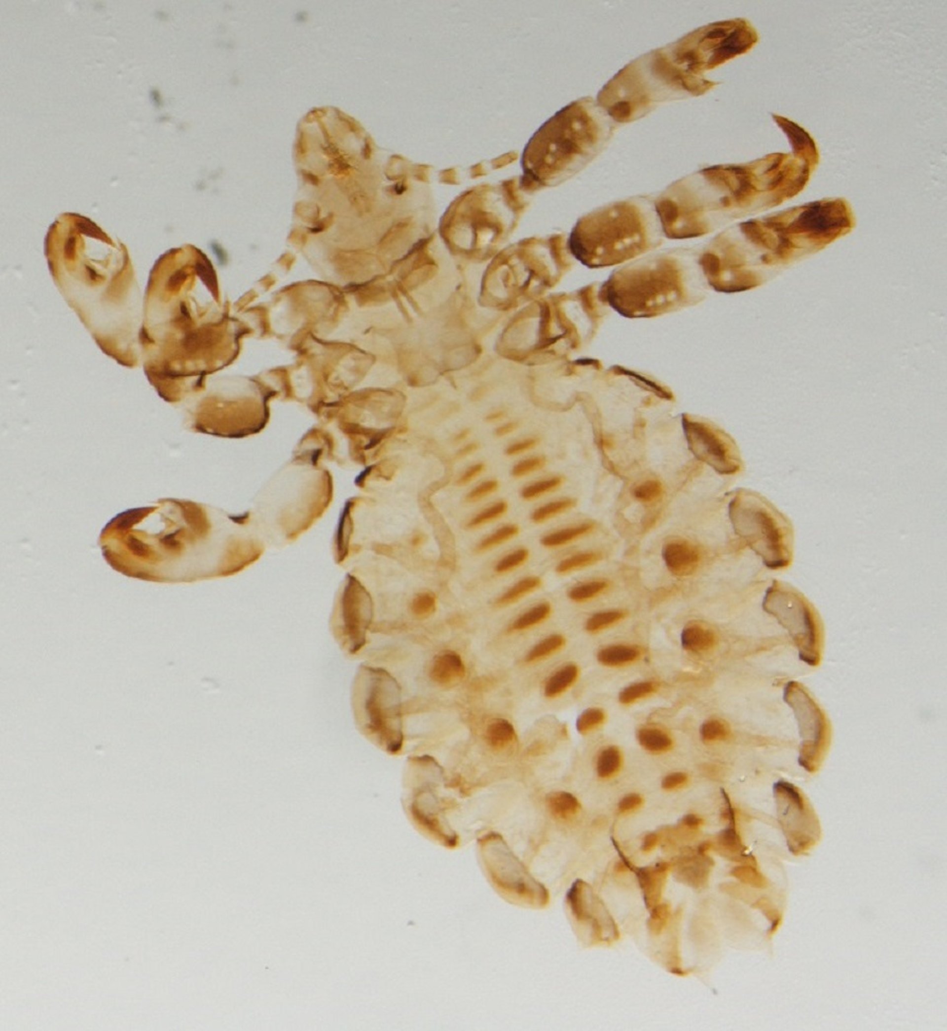Sucking louse, body shape