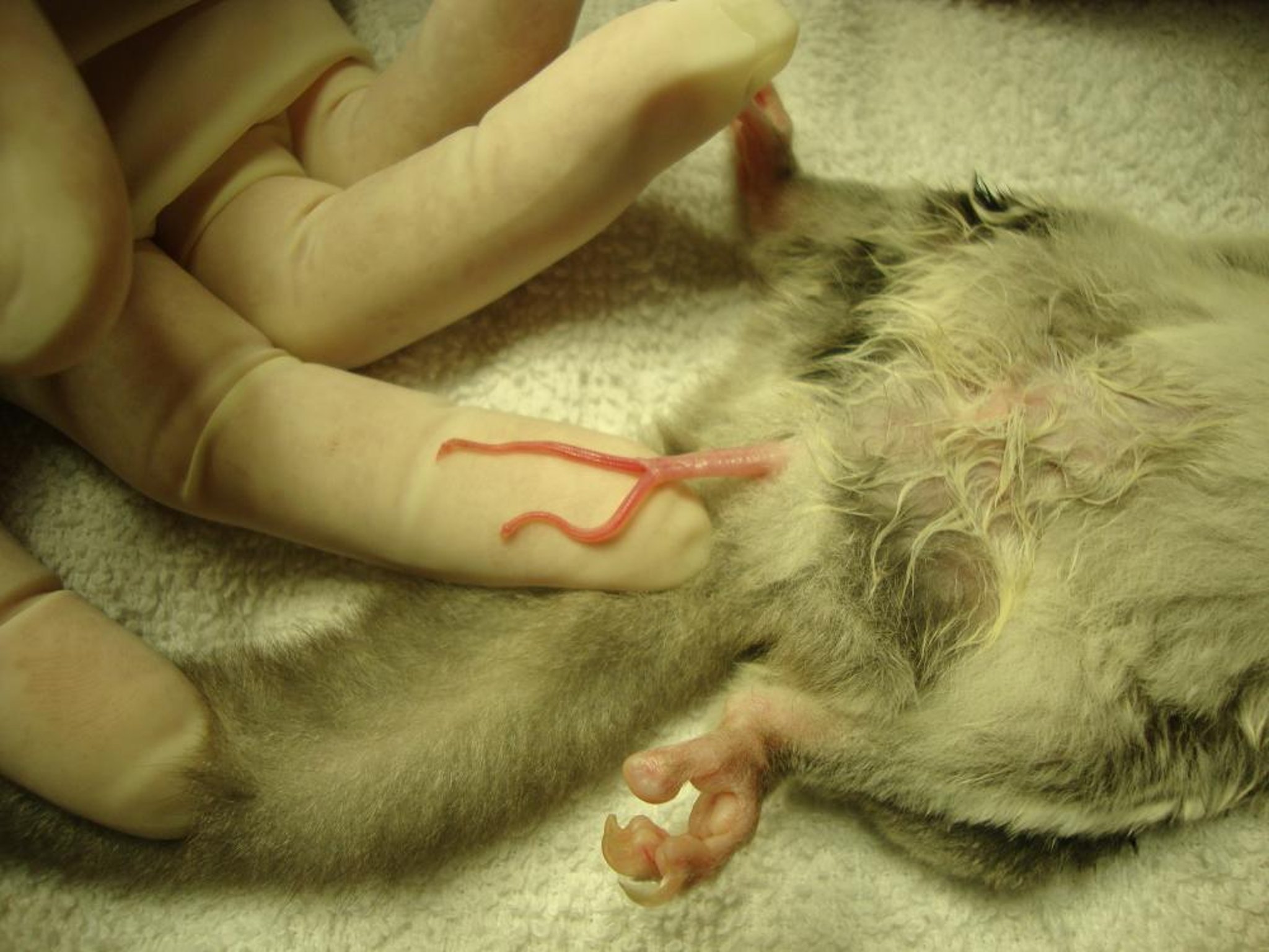 Forked penis, male sugar glider
