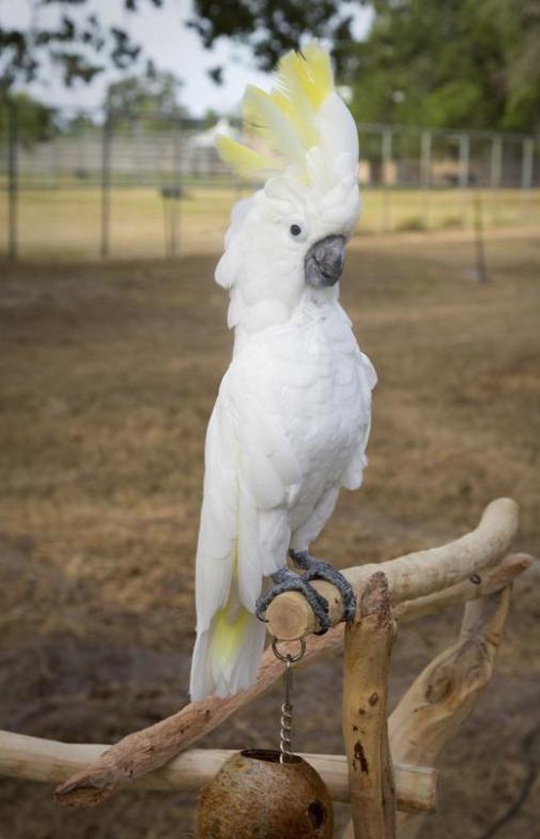 Sulfur-crested cockatoo