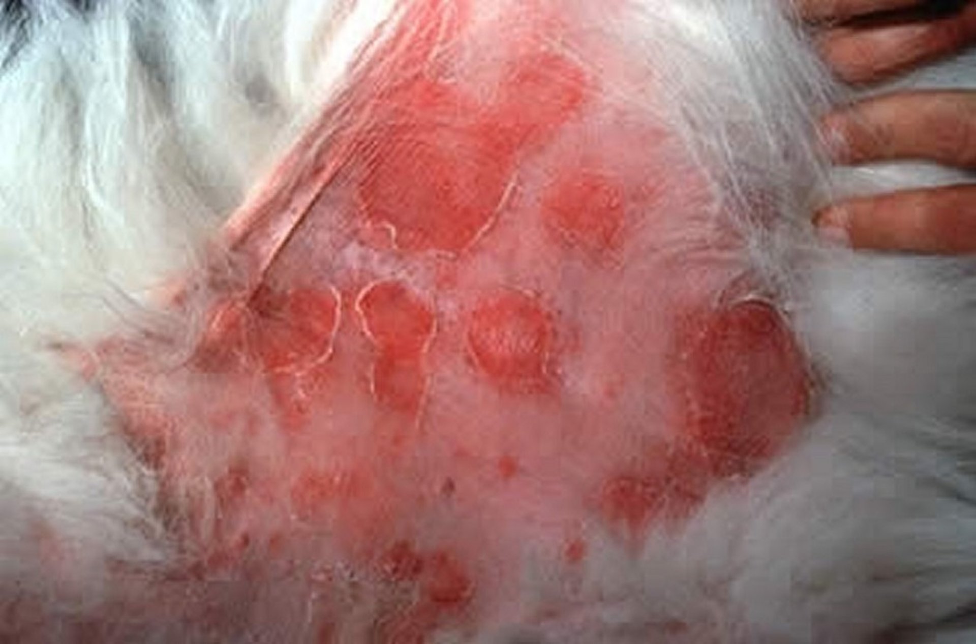 Superficial pyoderma, dog