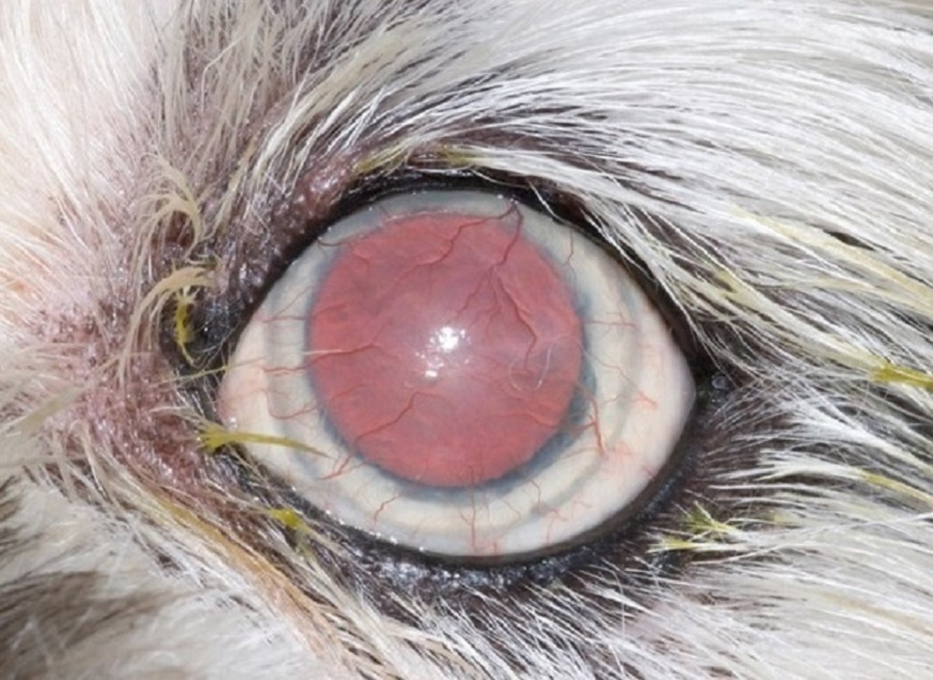 Superficial vascular keratitis, dog
