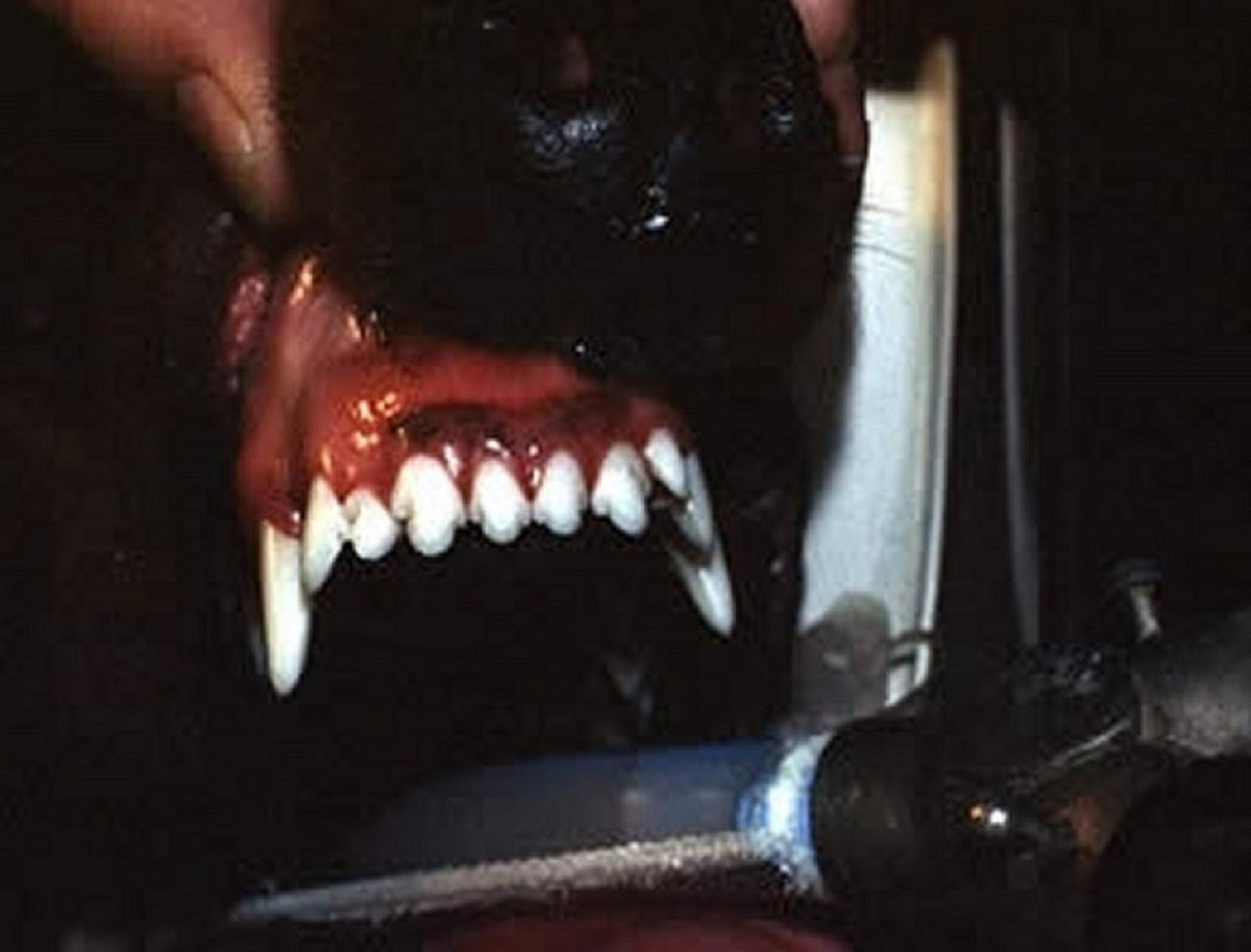 Supernumerary incisors, dog