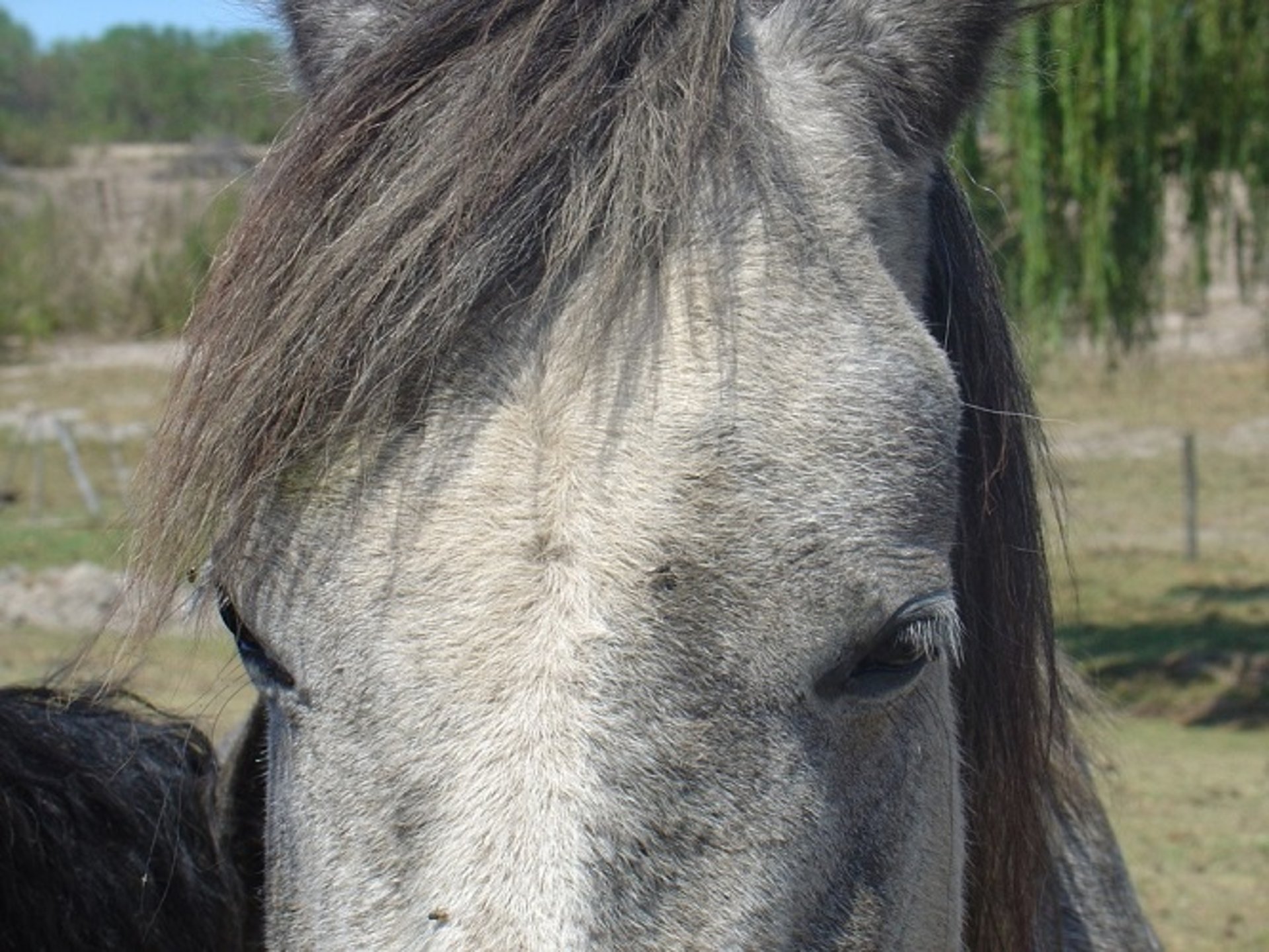 Supraorbital swelling, AHS