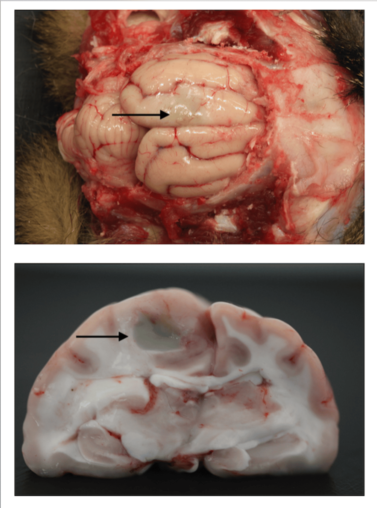 Views of cerebral hemispheres with puncture wound, cat