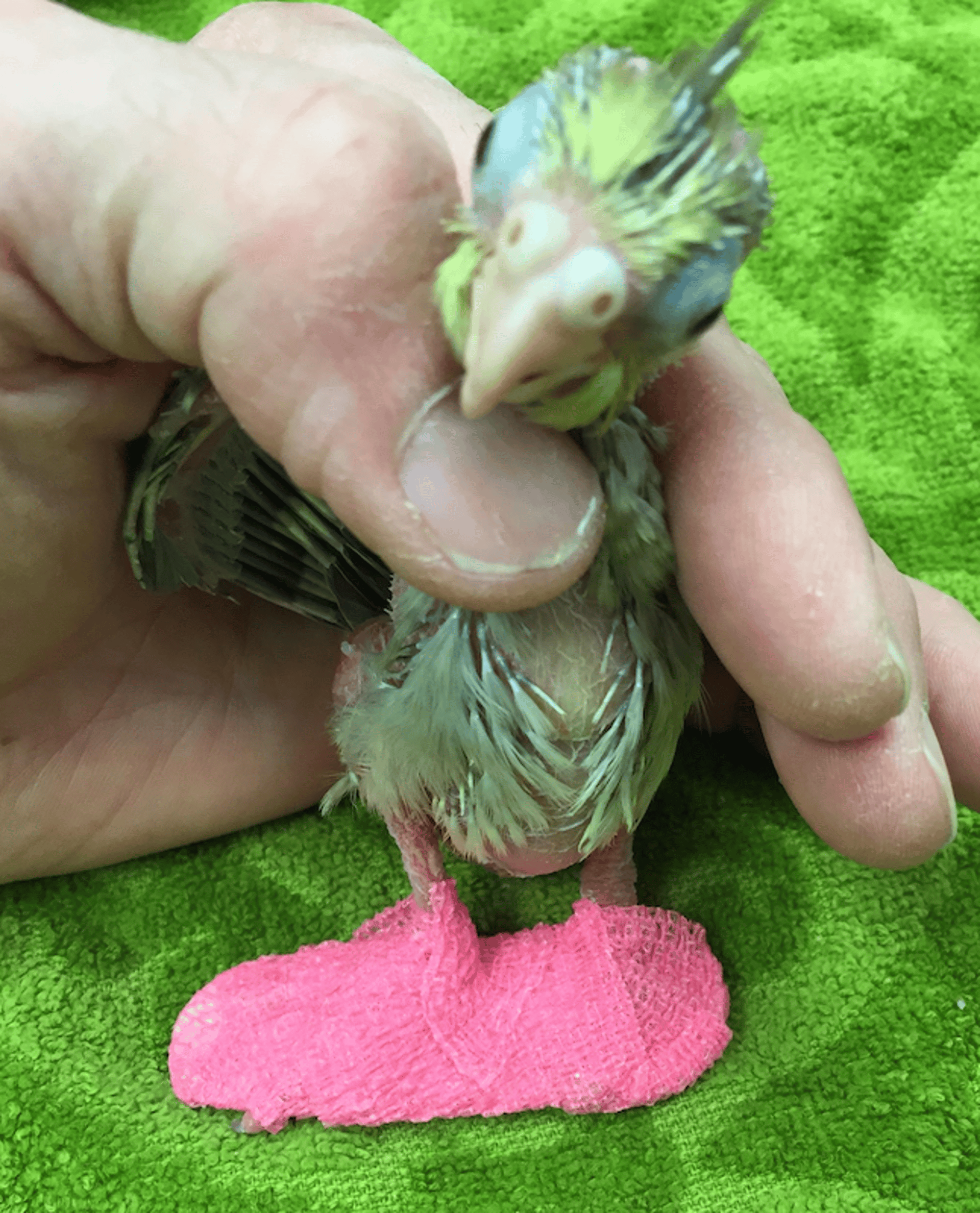 Bandage for splayleg, cockatiel