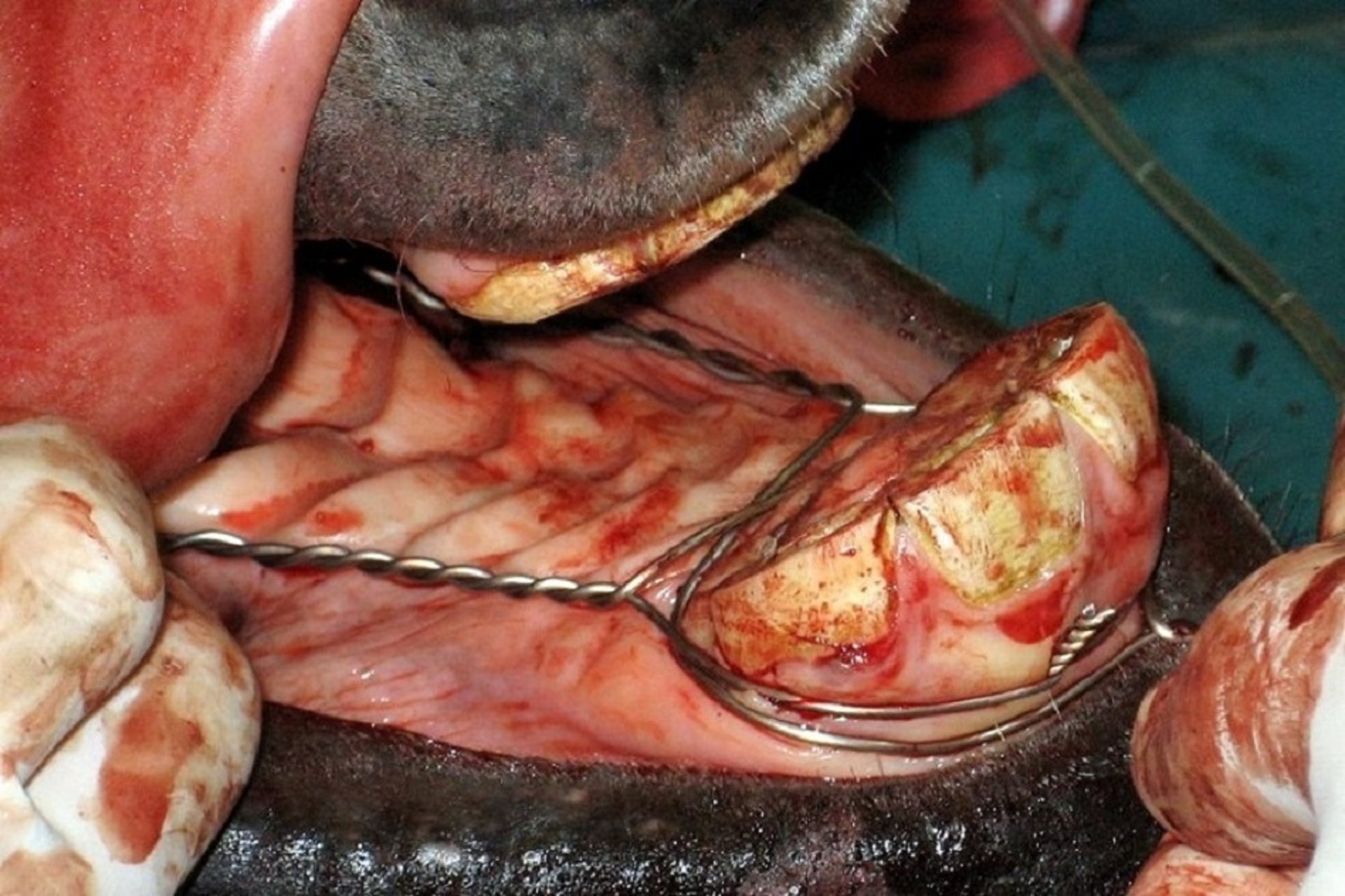 Surgical placement of tension wires, parrot mouth, foal