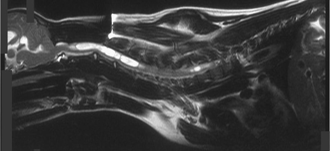 Malformación occipital caudal, perro