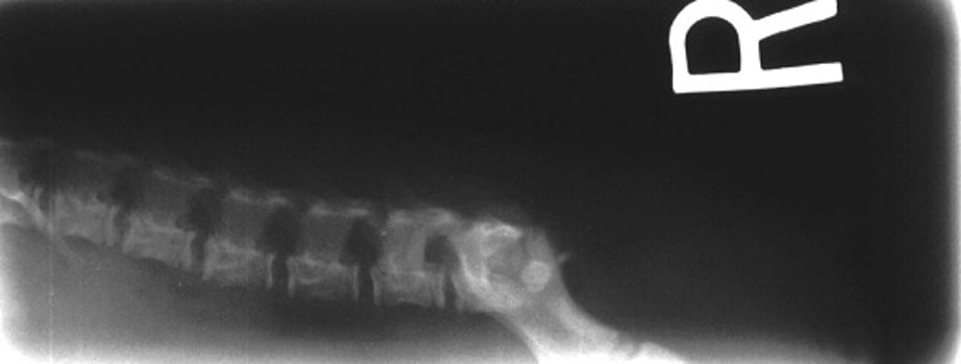 Disgenesia sacrocaudal, cão (radiografia)