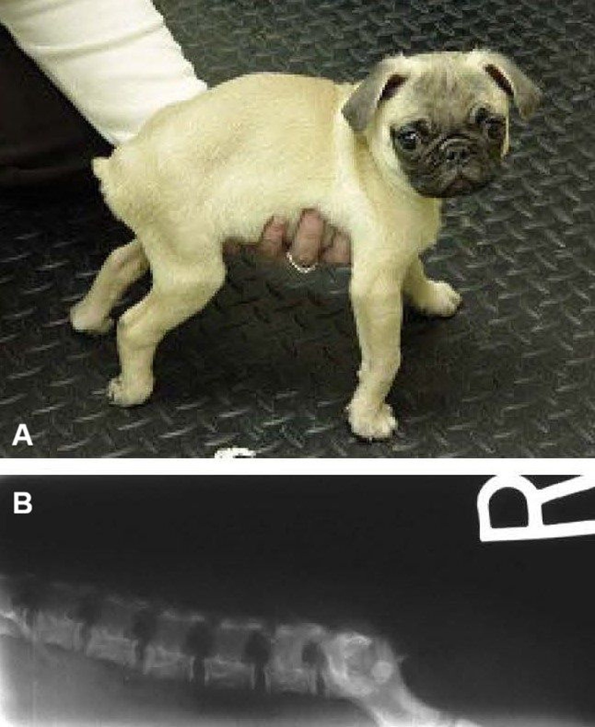 Sacrocaudal dysgenesis, dog