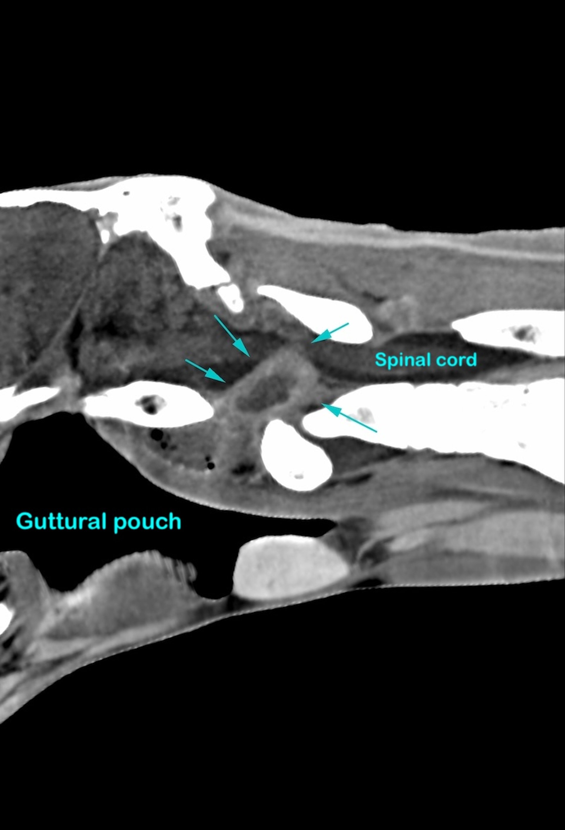 TC sagital, región cervical craneal, caballo
