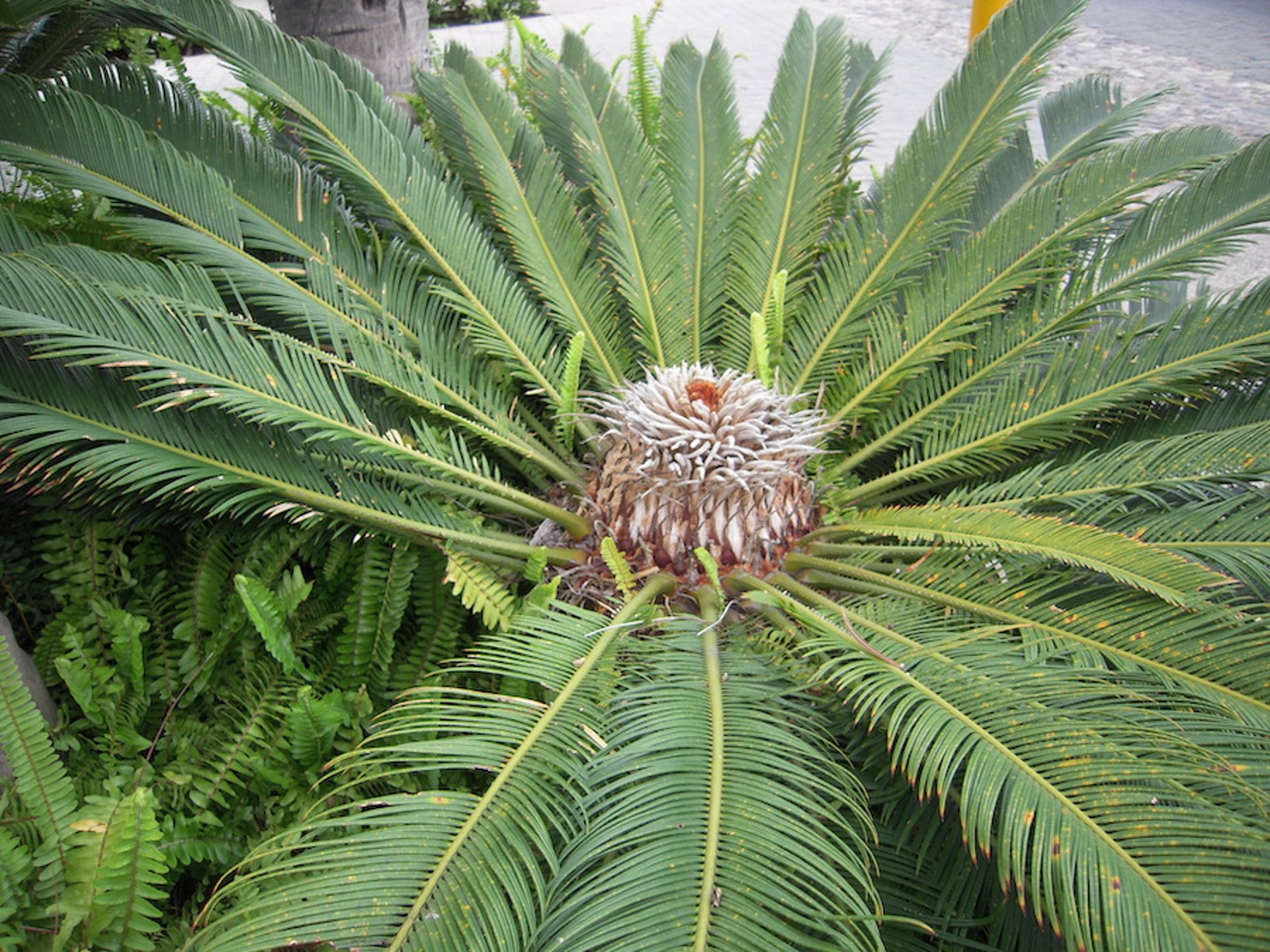 Sagú reina, hembra (<i >Cycas cirinalis</i>)