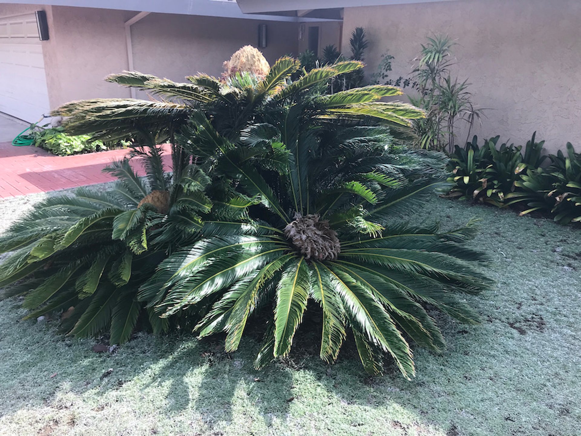 Palmas de sagú (<i >Cycas revoluta</i>)